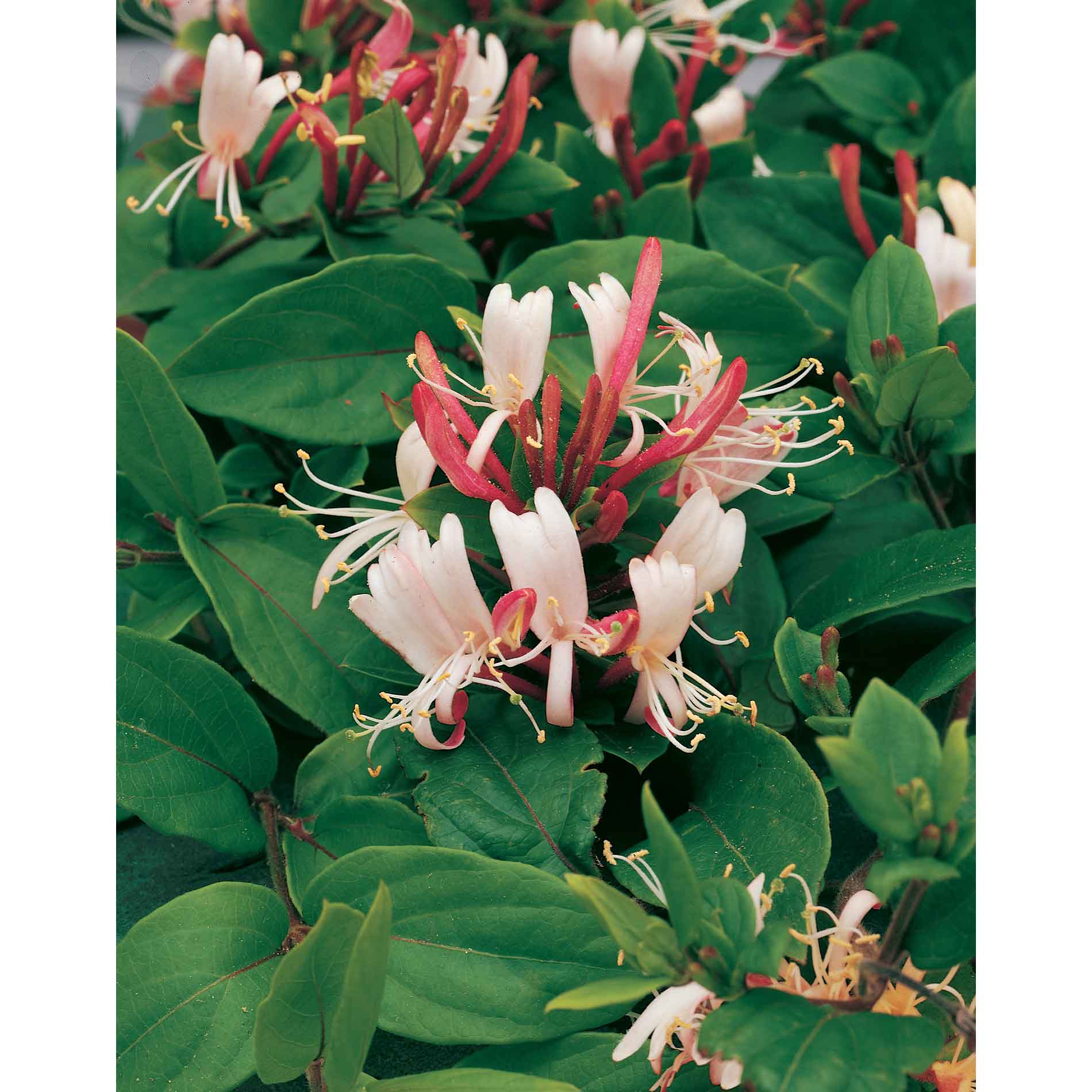Lonicera climbing japonica 'Red World' 17cm