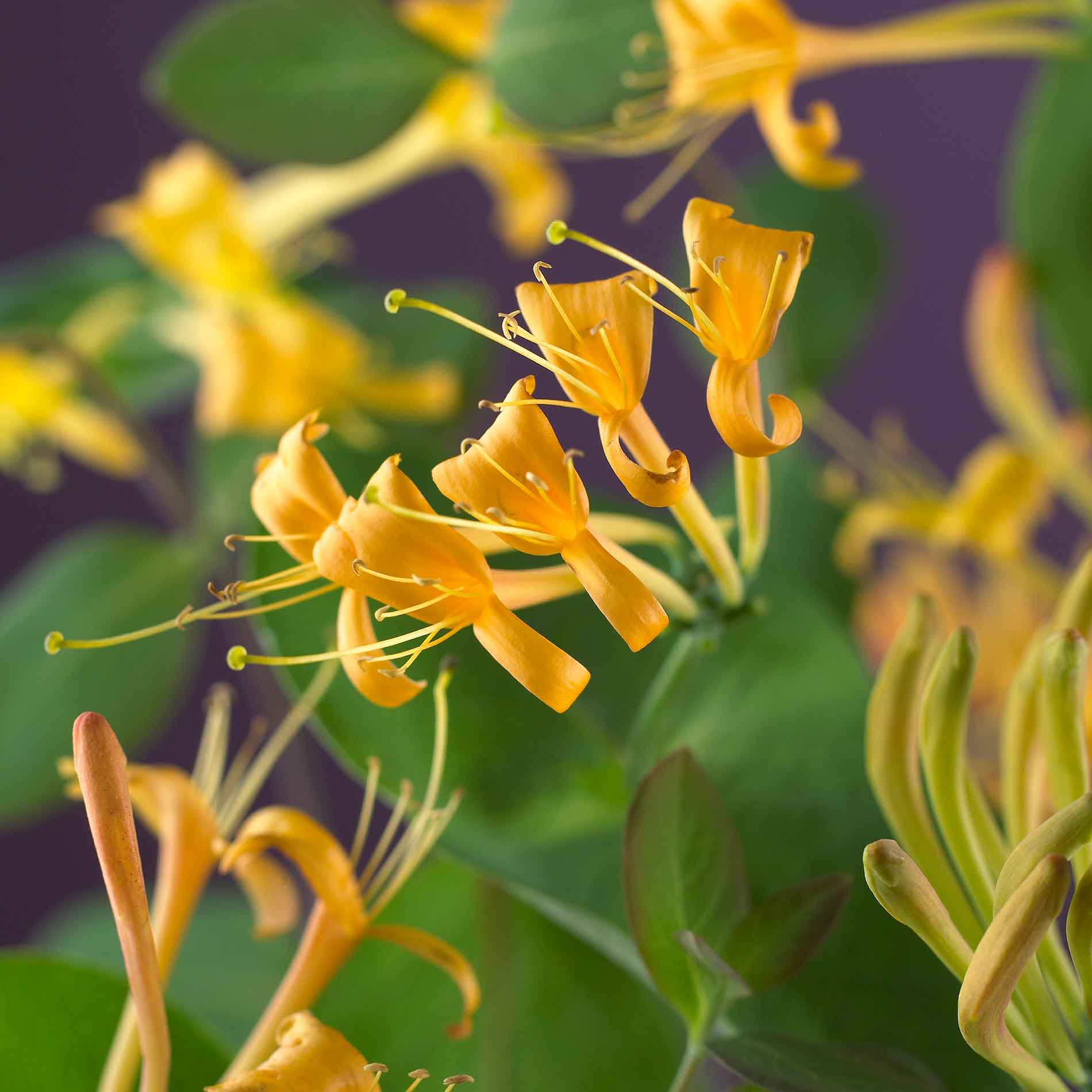 Lonicera climbing 'Mandarin' 17cm