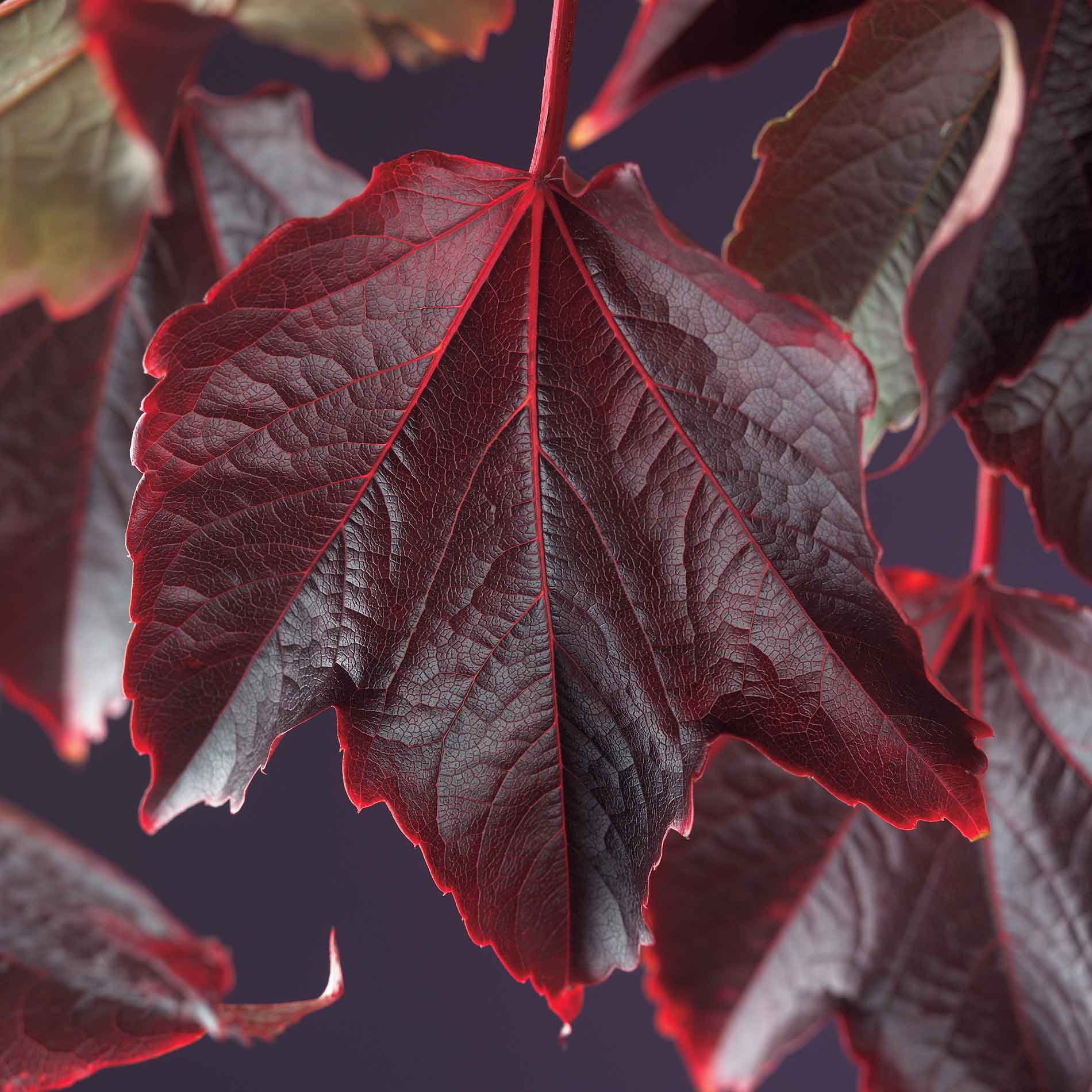 Parthenocissus tr. Veitchii Clt 3 150-180