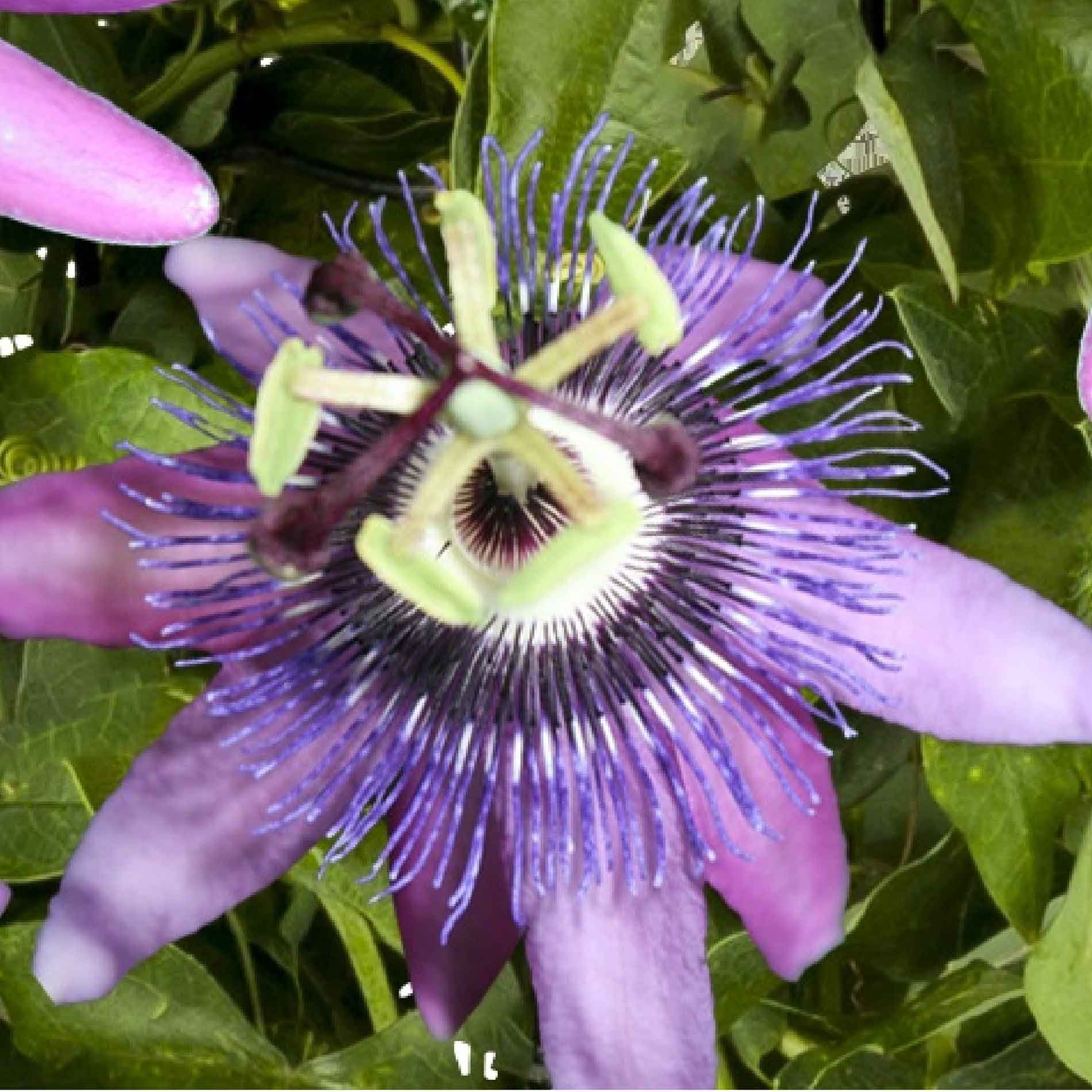 Passiflora Betty Miles Young 17cm
