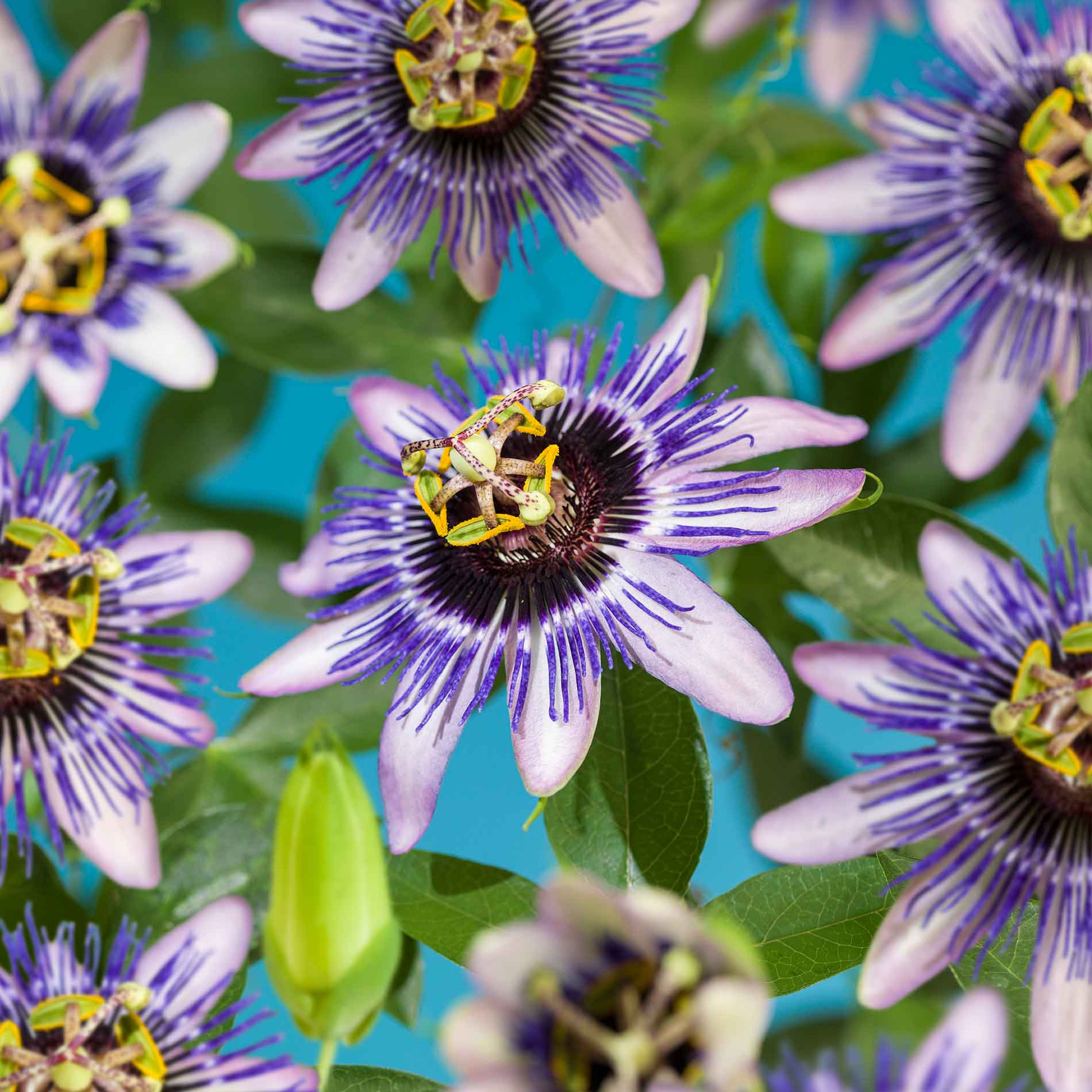 Passiflora 'Damsel's Delight' 17cm