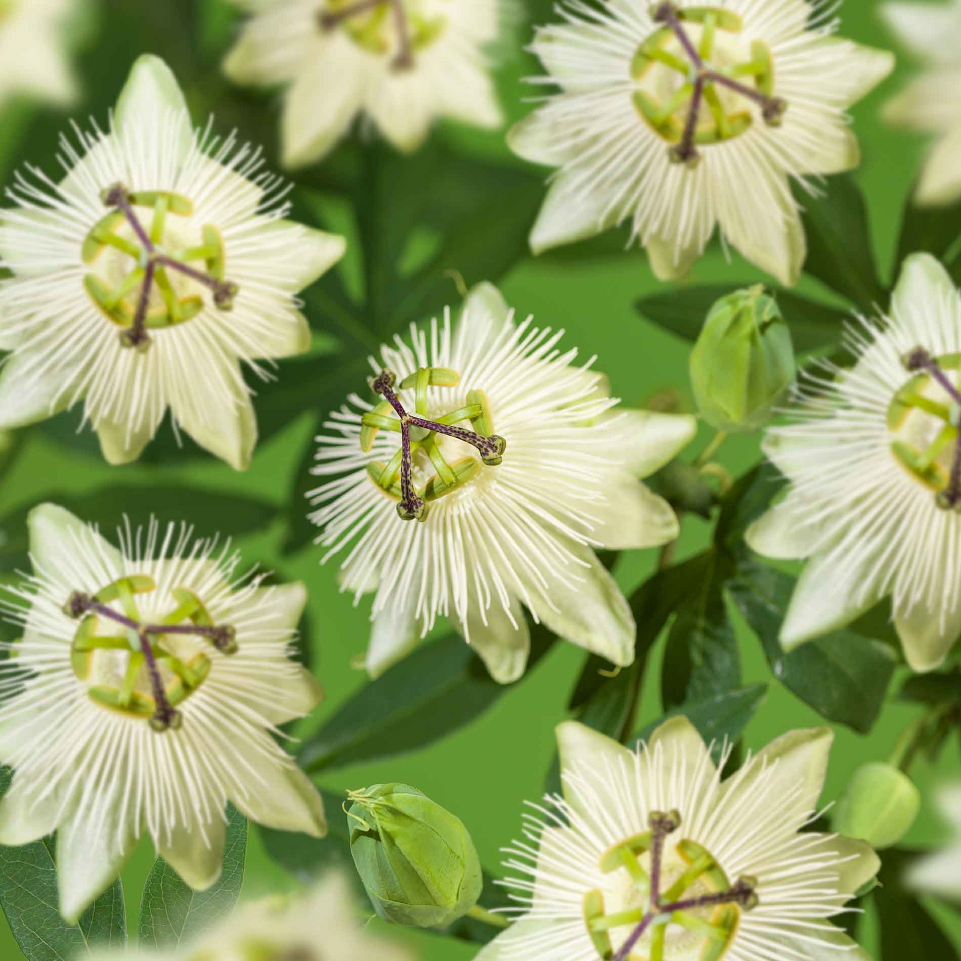 Passiflora Snow Queen 17cm