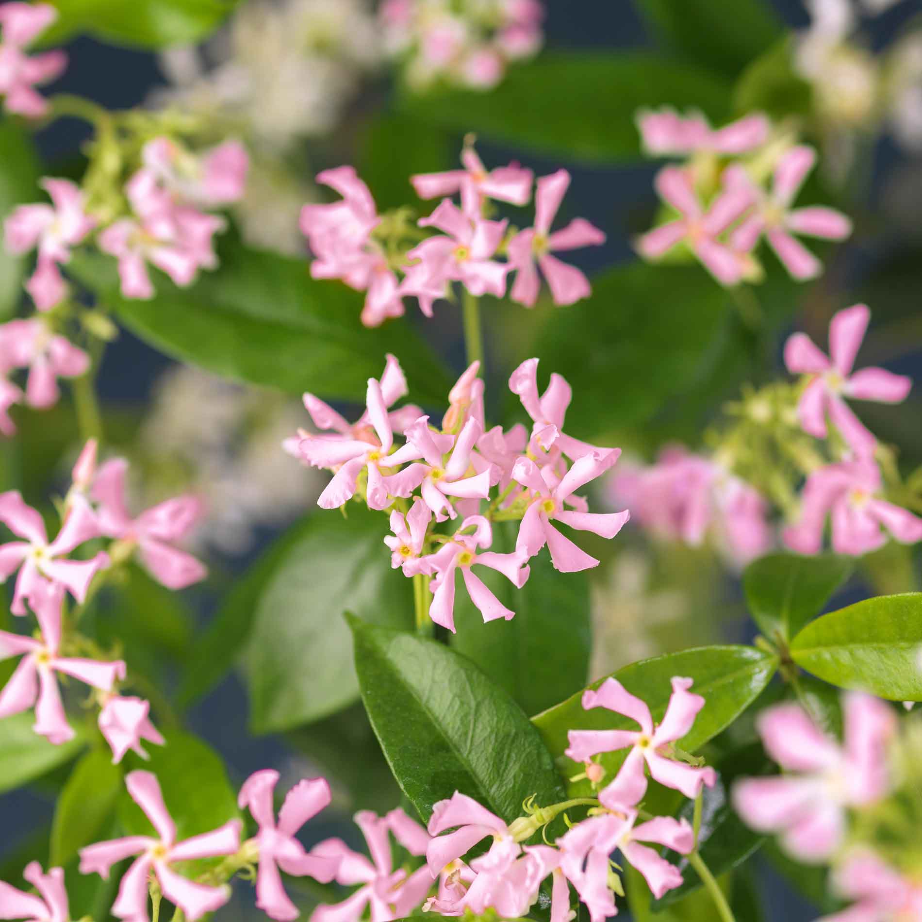 Trachelospermum as. Pink Air
