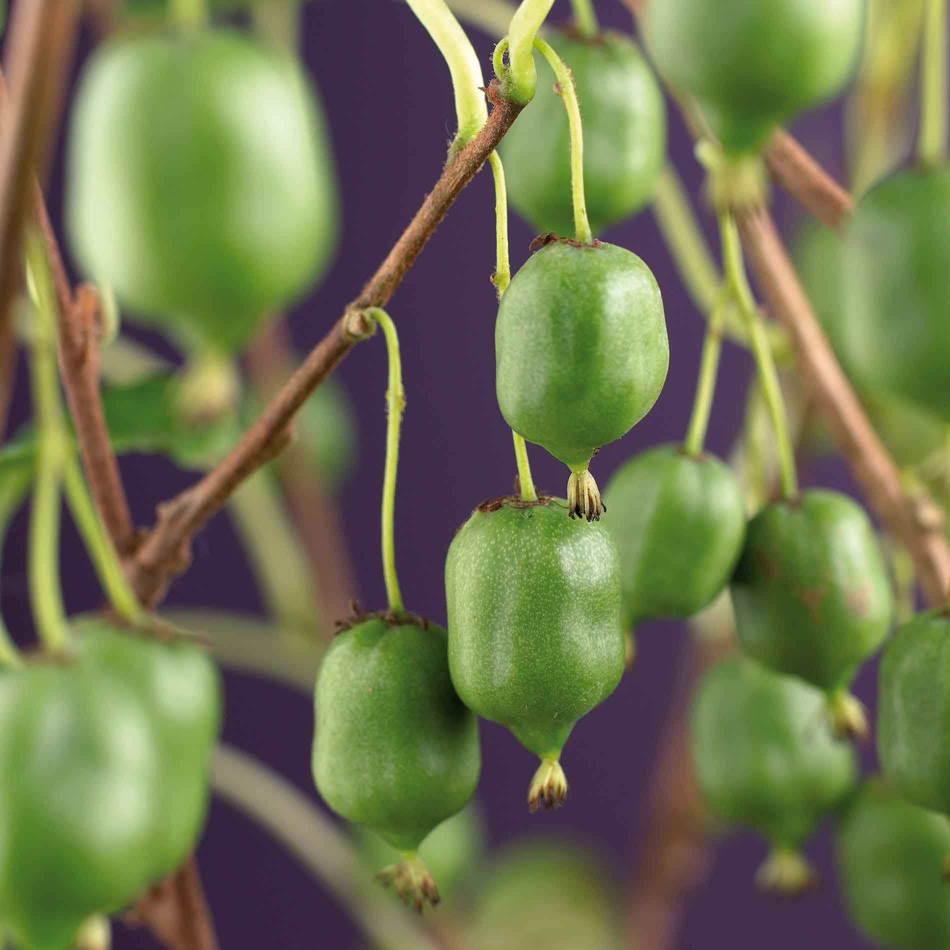 Actinidia arguta 'Issai' 17cm