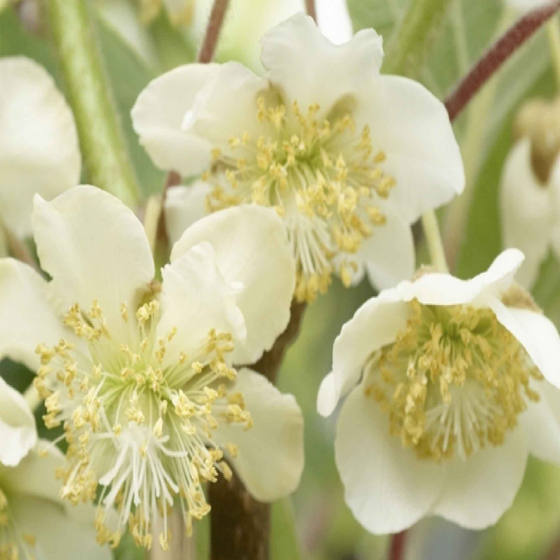Actinidia deliciosa 'Atlas' (mnl) 17cm
