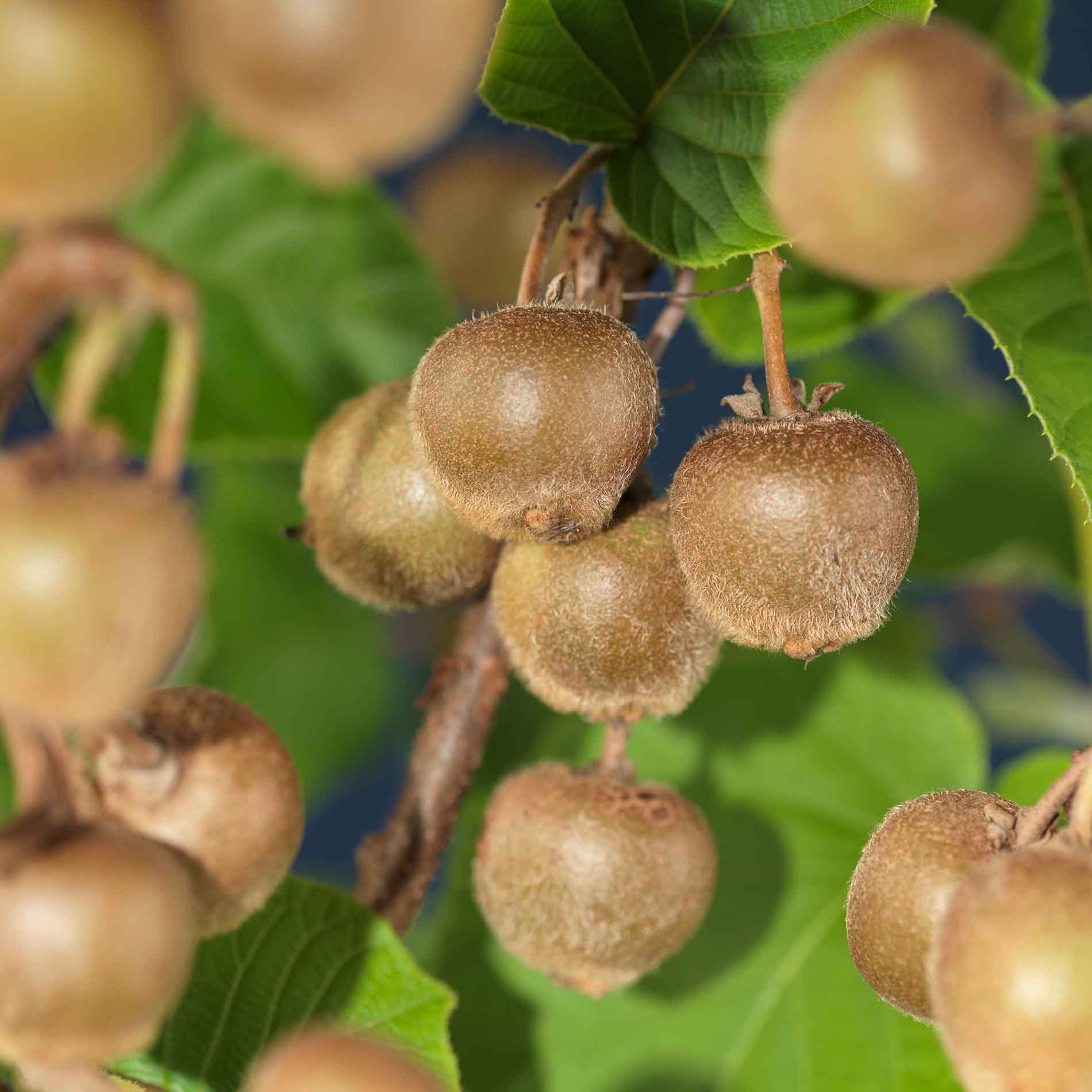Actinidia deliciosa 'Hayward'