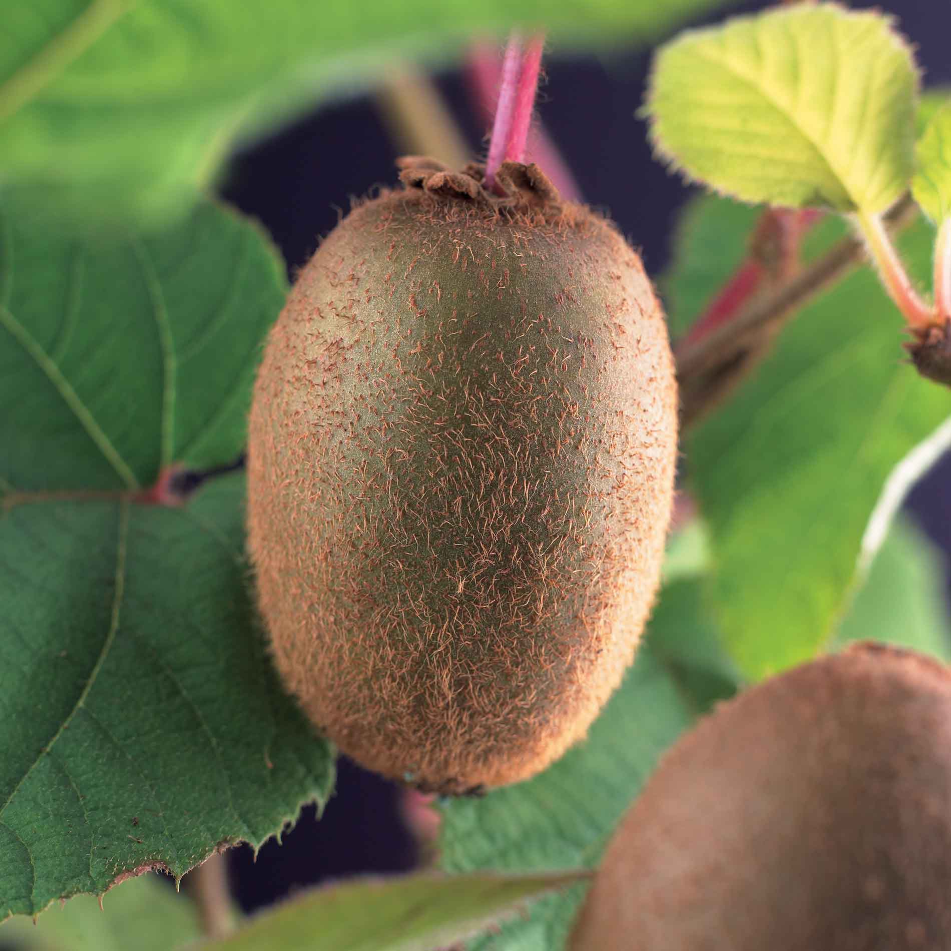 Actinidia deliciosa 'Jenny' 17cm