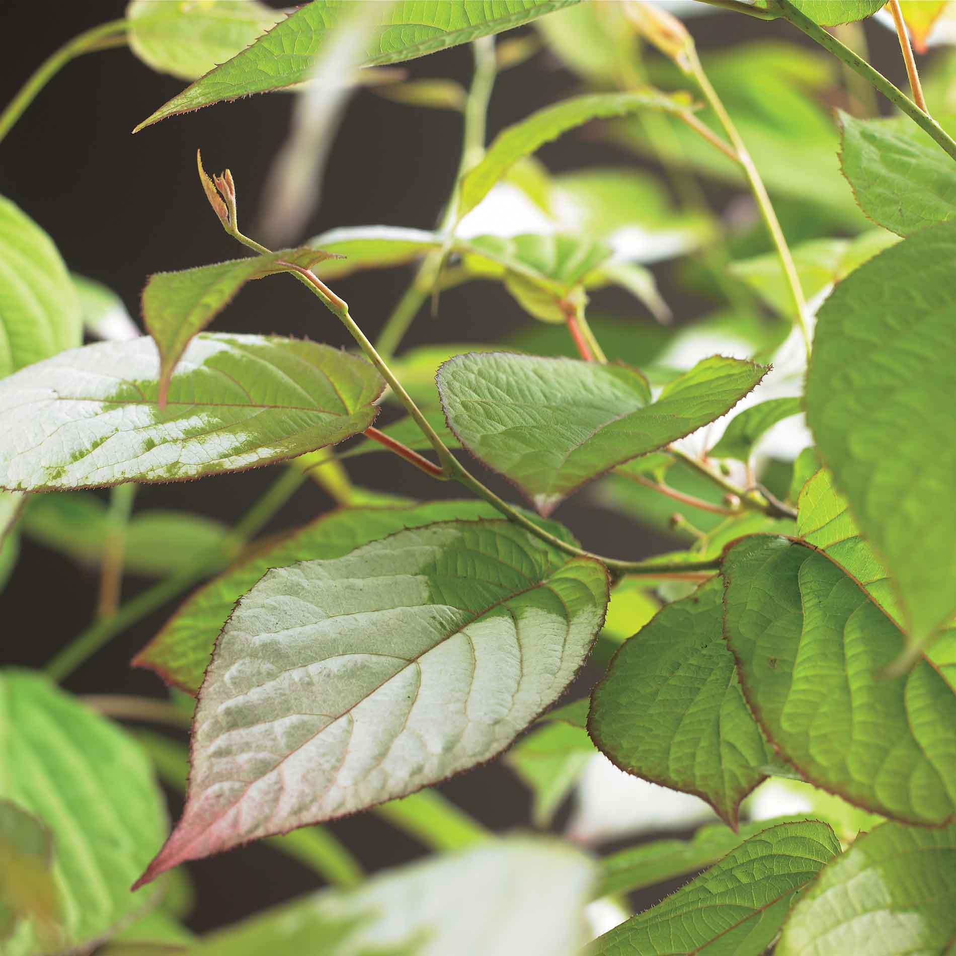 Actinidia kolomikta