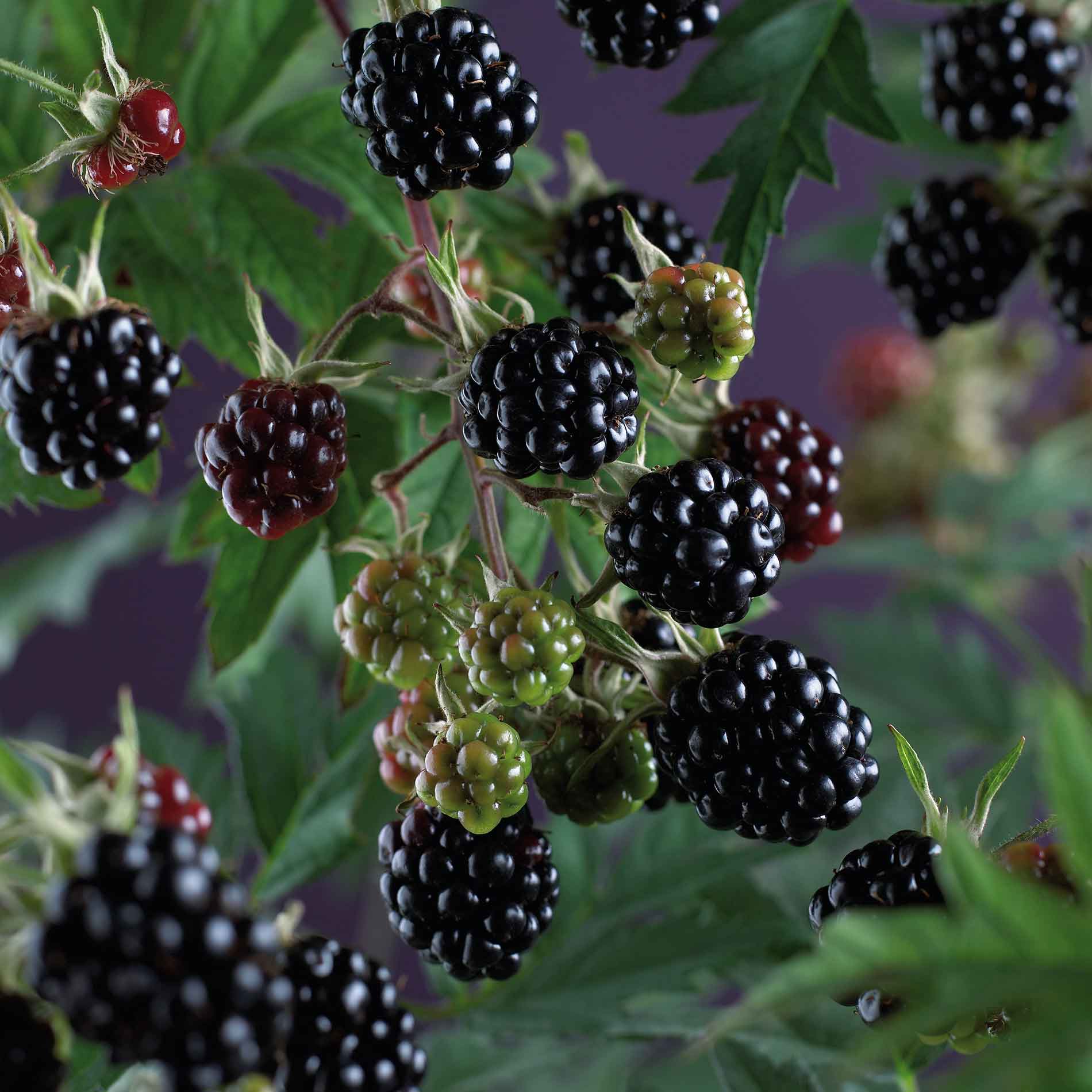 Blackberry Thornless Evergreen C4 100cm