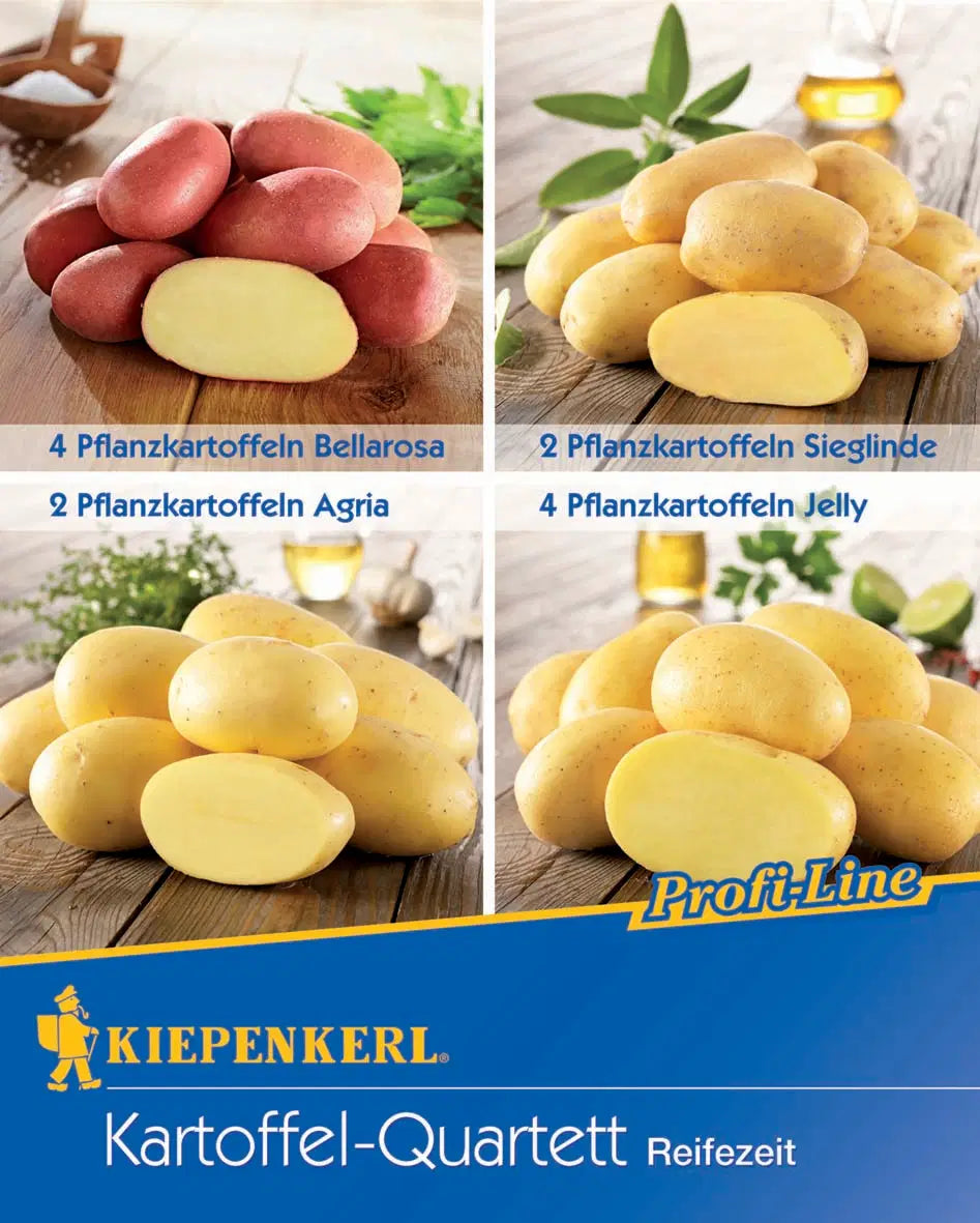 Kartoffel-Quartett Reifzeit
