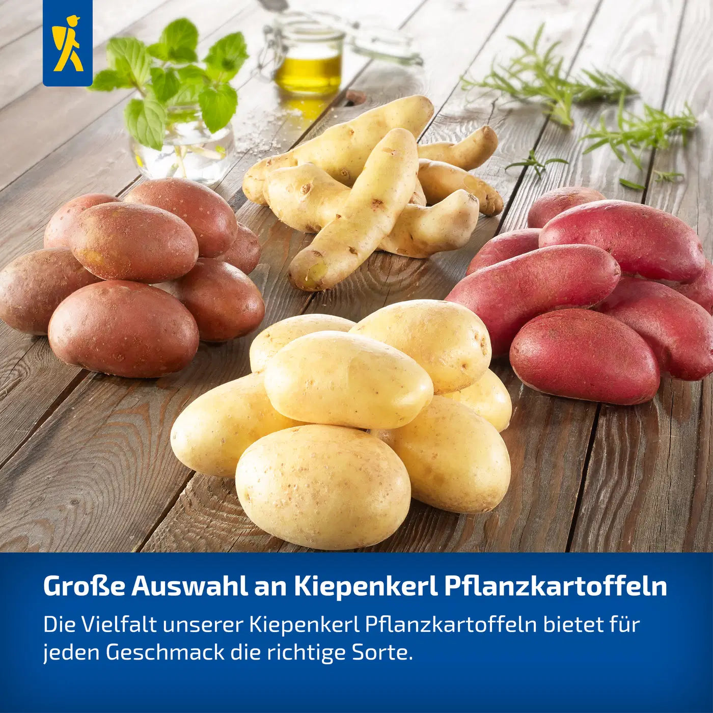 Kartoffel-Quartett Reifzeit