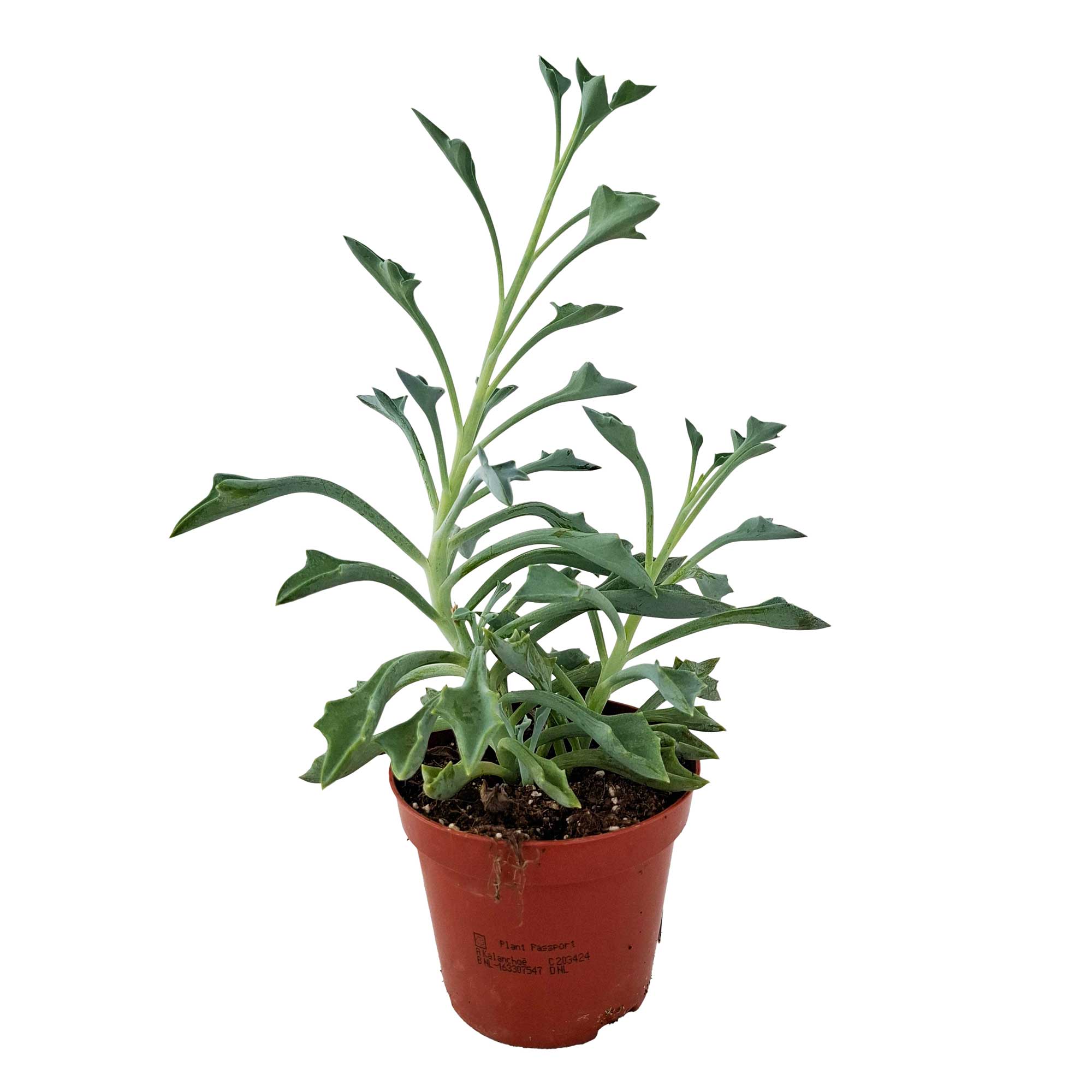 blue spider plant Kalanchoe Spider Blue 8.5cm | Kun DKK 39