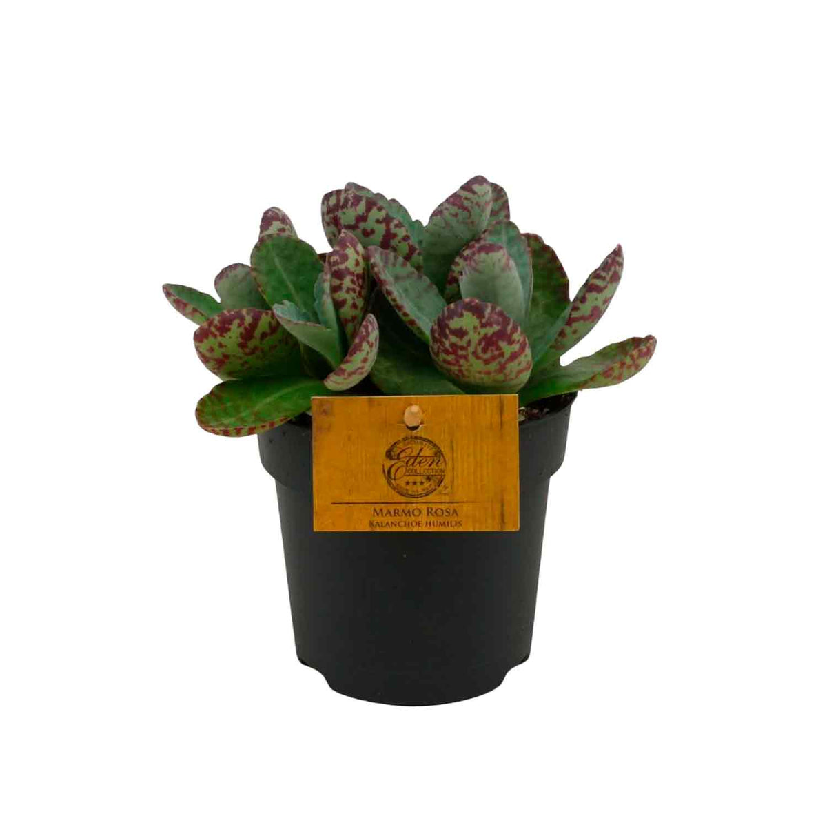 Kalanchoe humilis 'Surprising Desert' 12cm