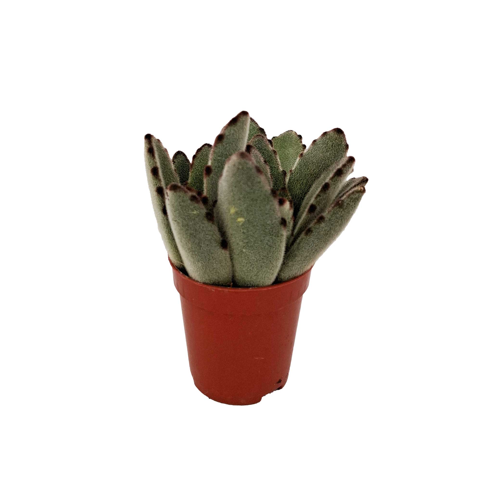 Kalanchoe tomentosa 5.5cm