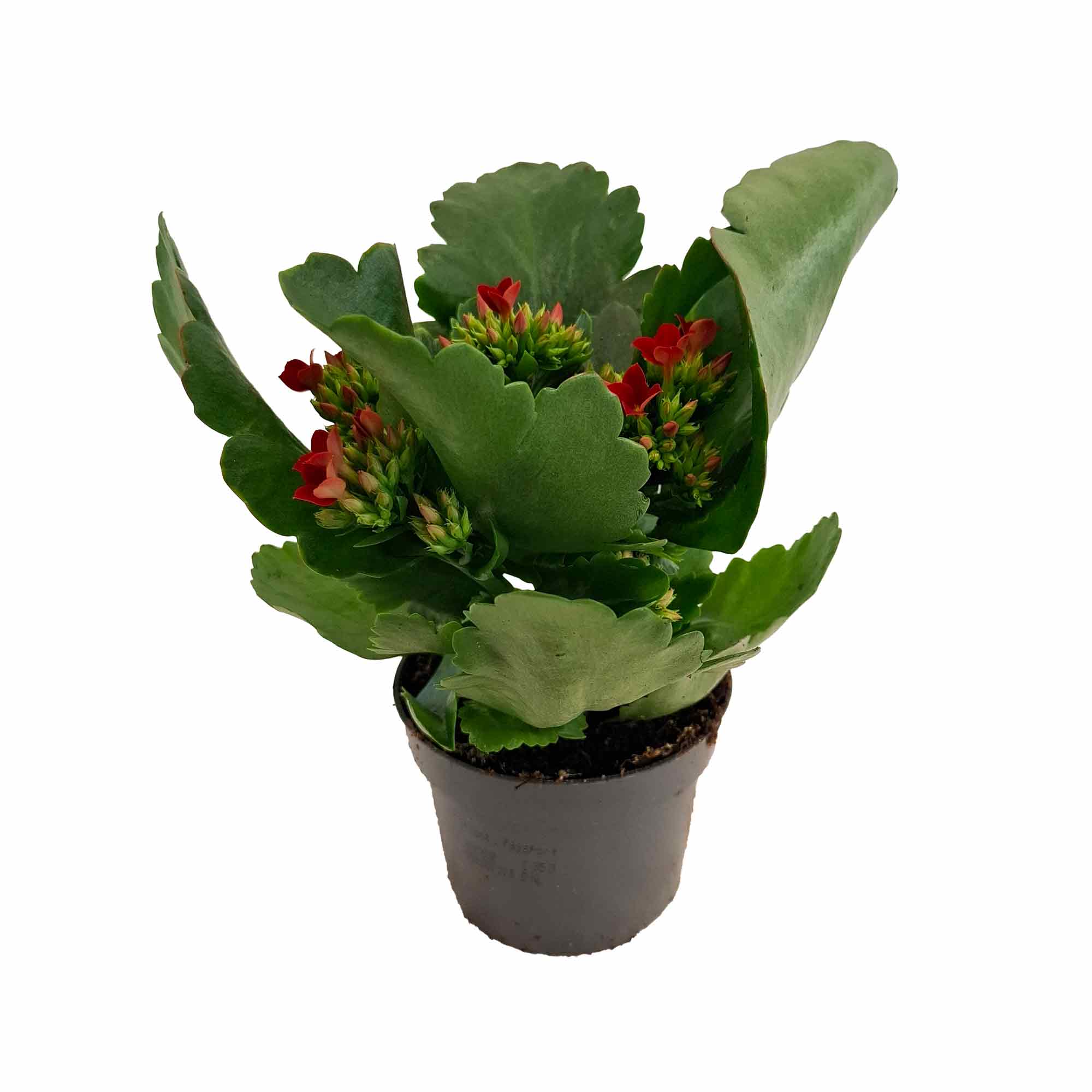 Kalanchoe single Christmas sleeve 10,5cm 10,5cm