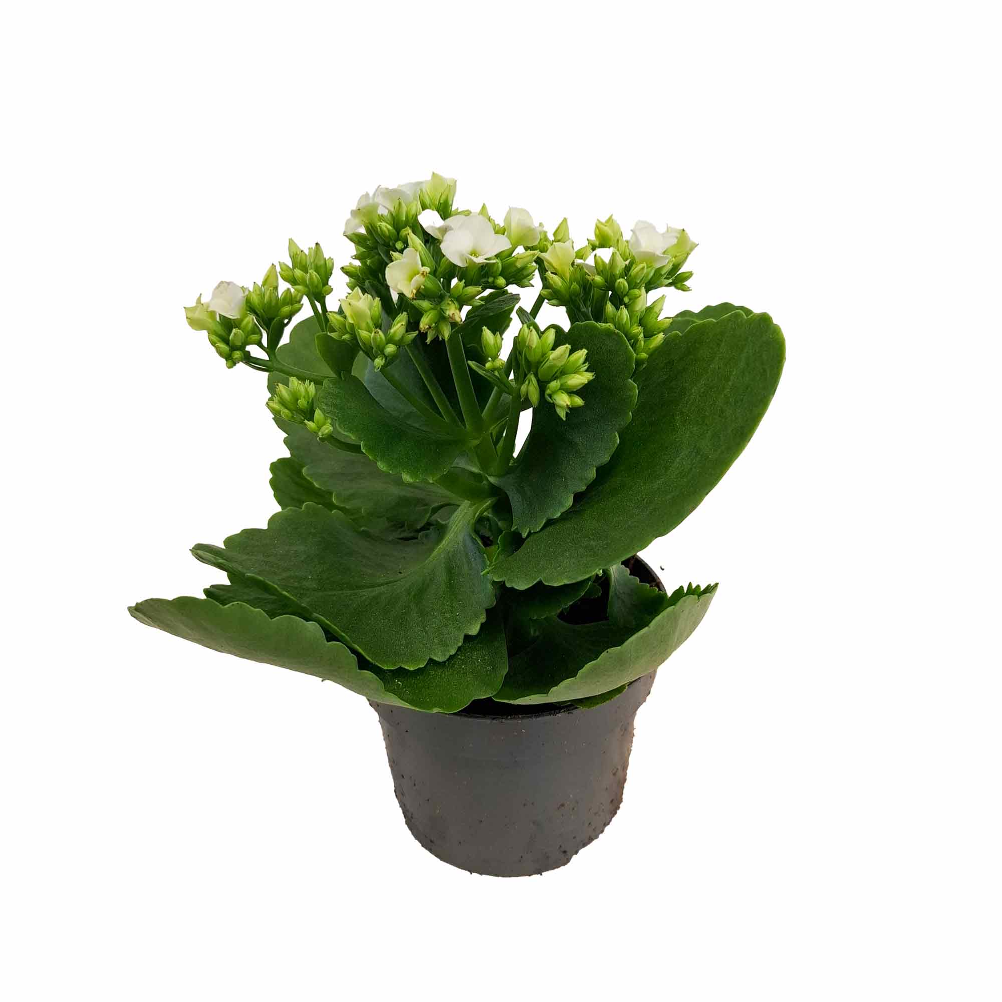 Kalanchoe single Christmas sleeve 10,5cm 10,5cm