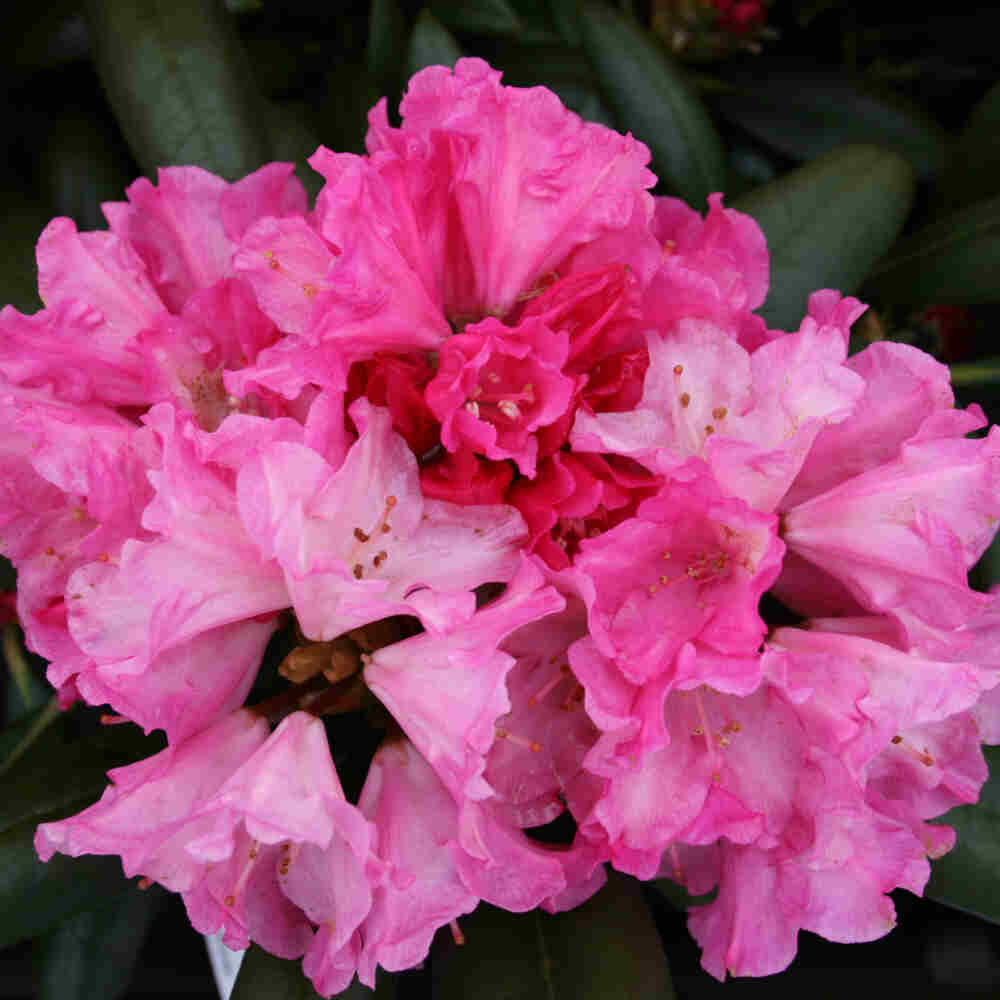 Rhodo (Y) 'Kalinka' pink 30-40 cm C10