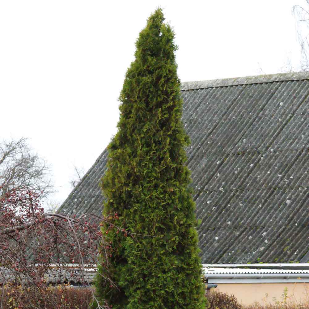 Thuja occ. 'Emerald' 80/100 kluit