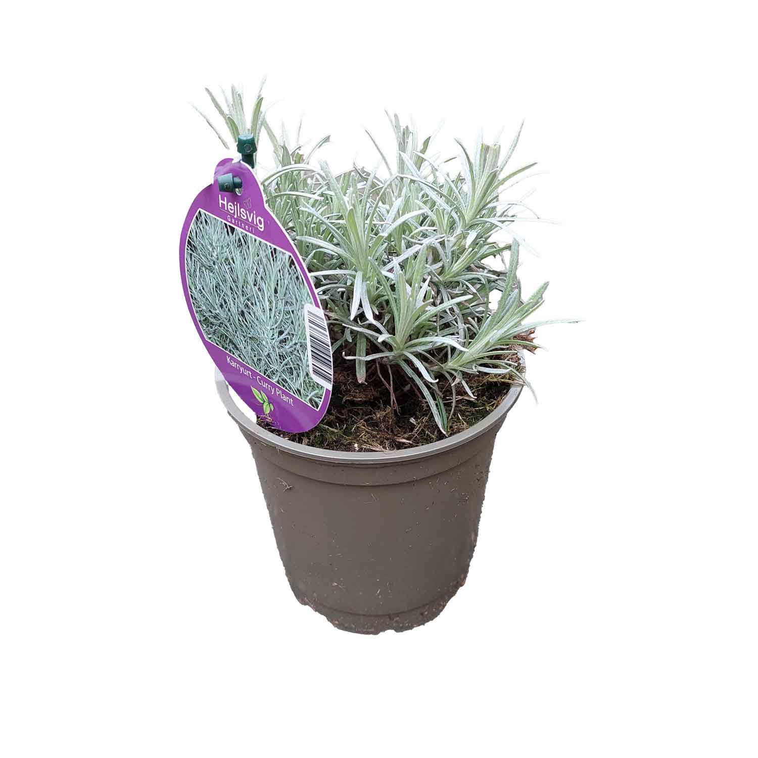 Helichrysum 'Italicum/Karryurt 12cm