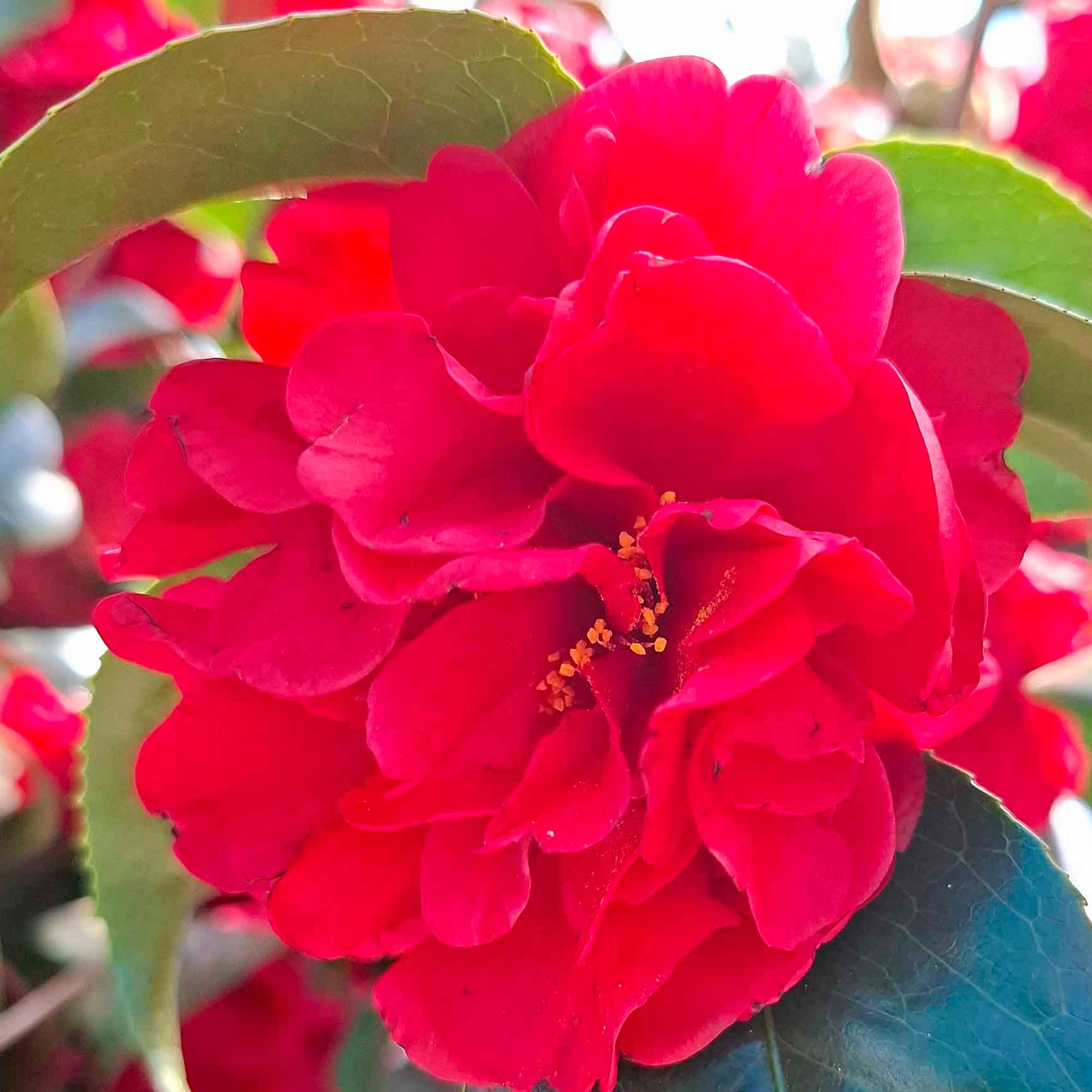 Camellia japonica h. 60 vaso 4,5 lt Kirin-no-homare