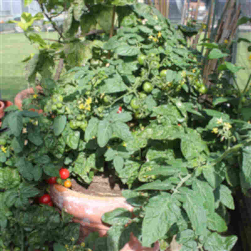 Bush tomato - Tomato plant - Tiny Tim