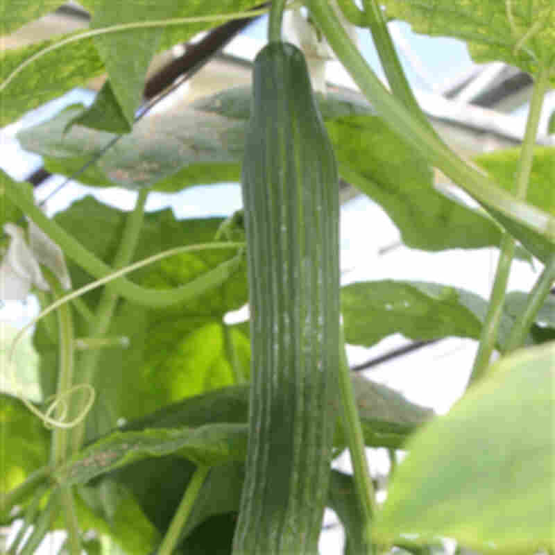 Gurkväxt - Cucumis sativus 'Summer Spring' 11,5cm kruka