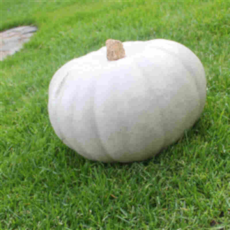 Pumpaväxt Kronprins
