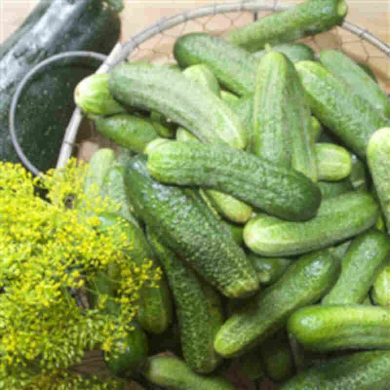 Cucumber plant 'Parka' Grape cucumber 11.5 cm. pot.