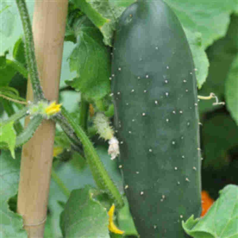 Cucumber plant - Outdoor cucumber 'Burpless Tasty' 11.5 cm. pot.