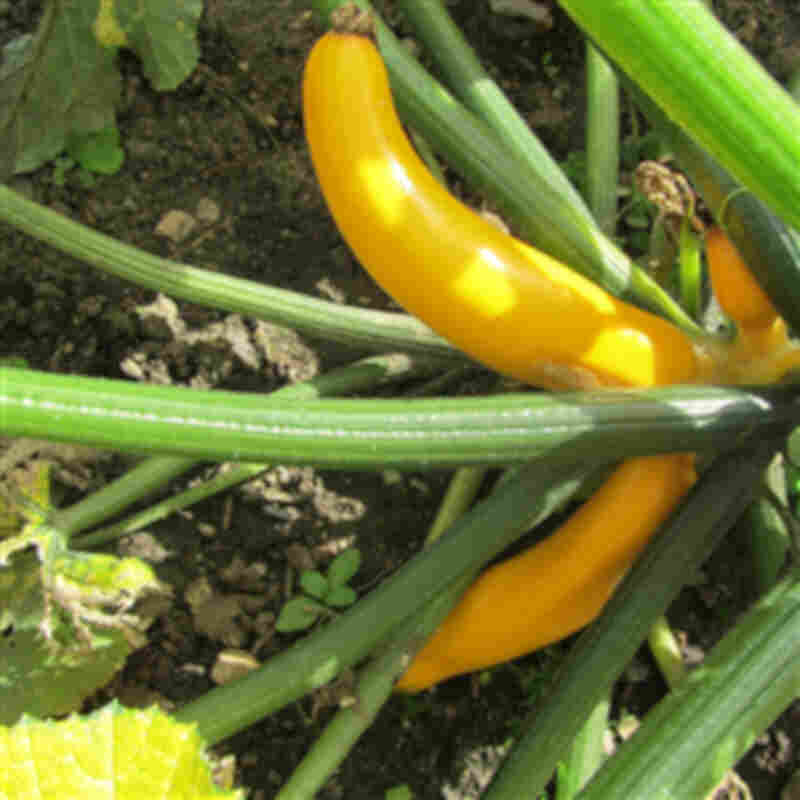 Squash plant Common yellow squash 'Soleil' pot