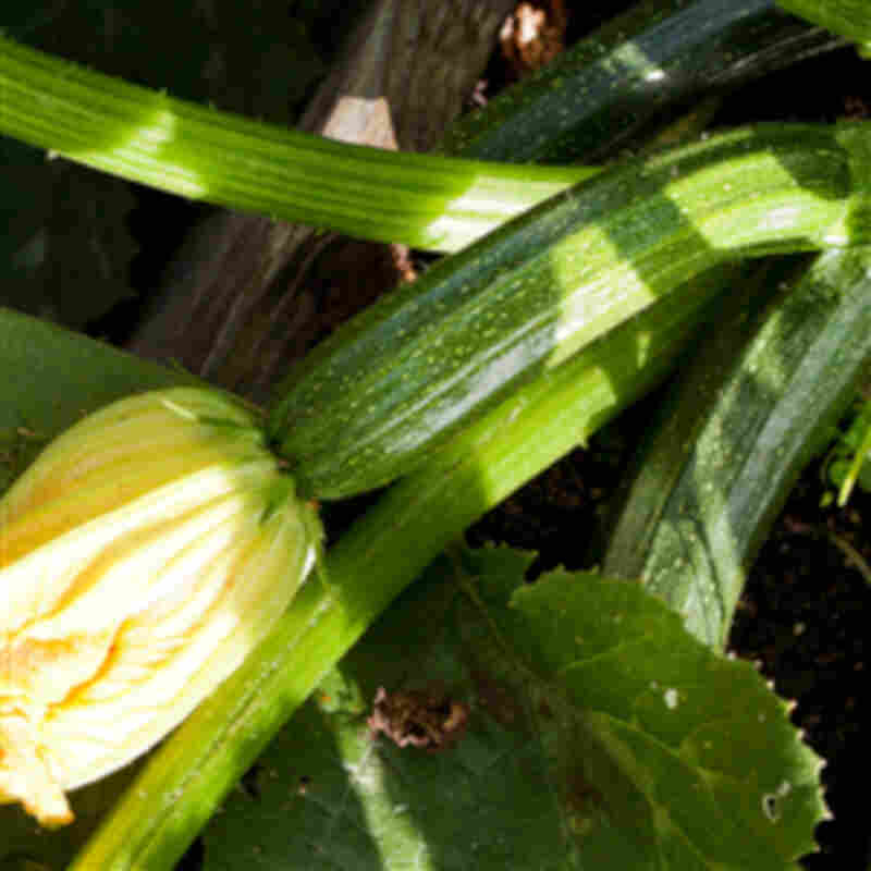 Squash plant - Common green squash 'Dunja' 11.5cm pot