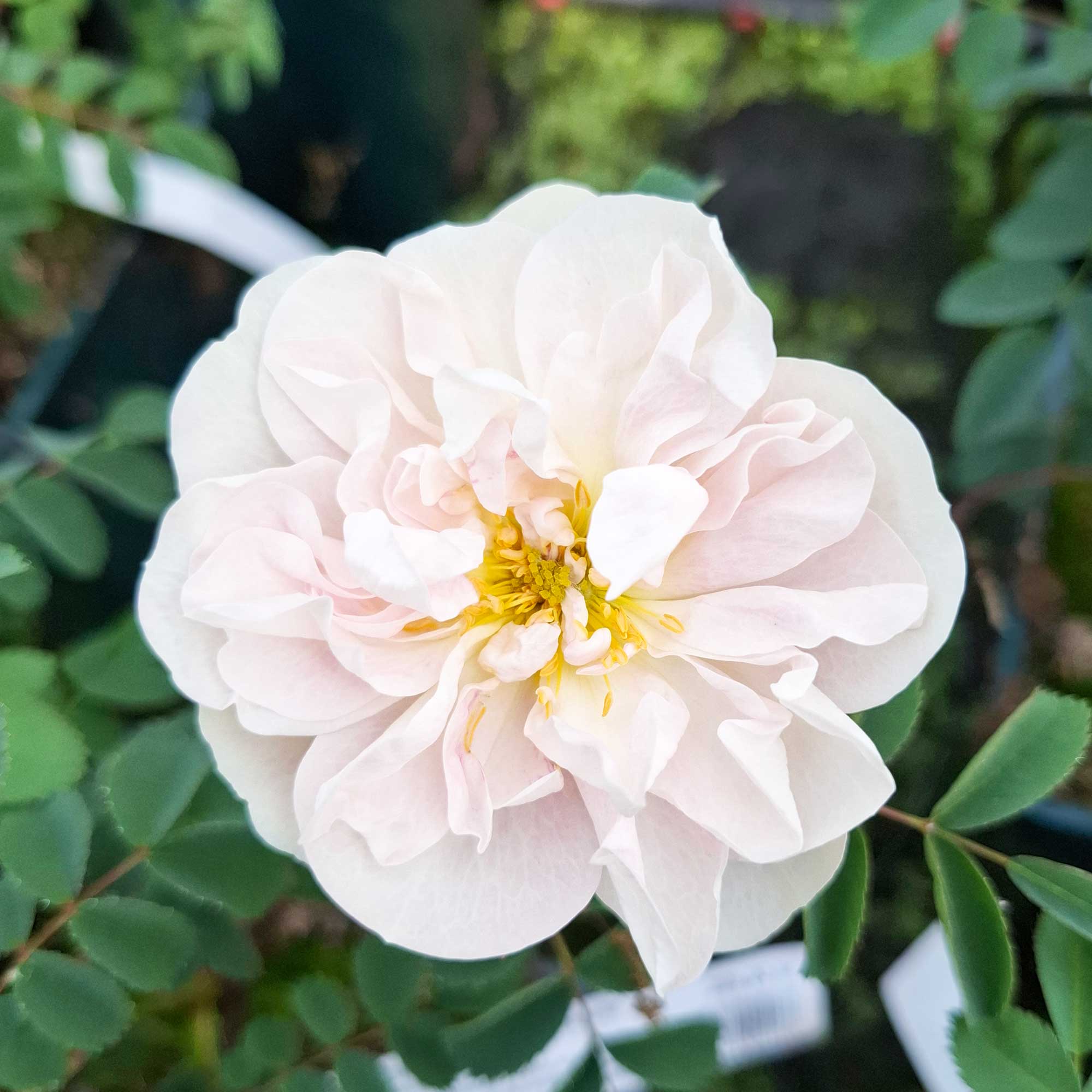 Dune Rose - Rosa Pimpinellifolia 'Paula Vapelle'