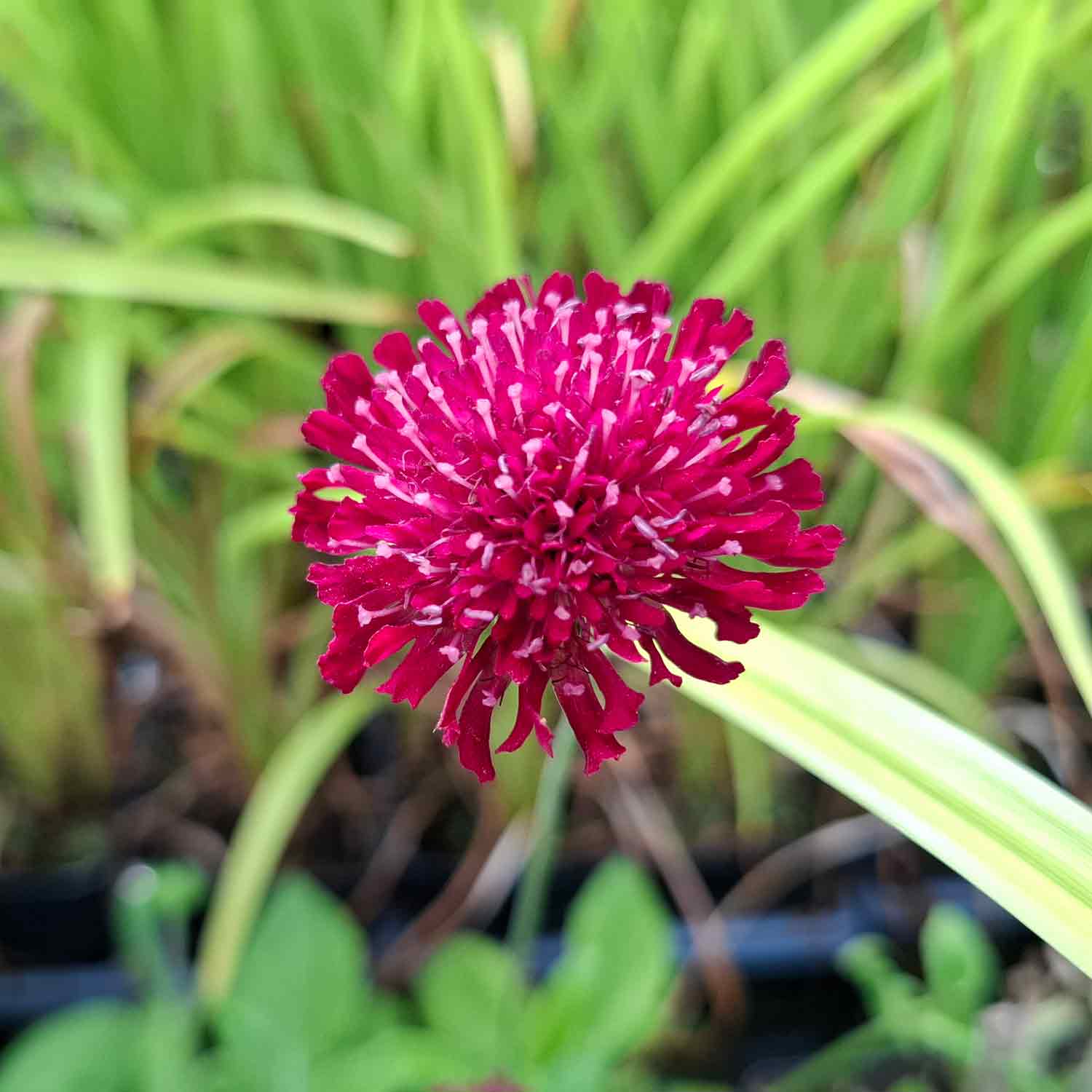 Knautia m. 'Mars Midget' P9
