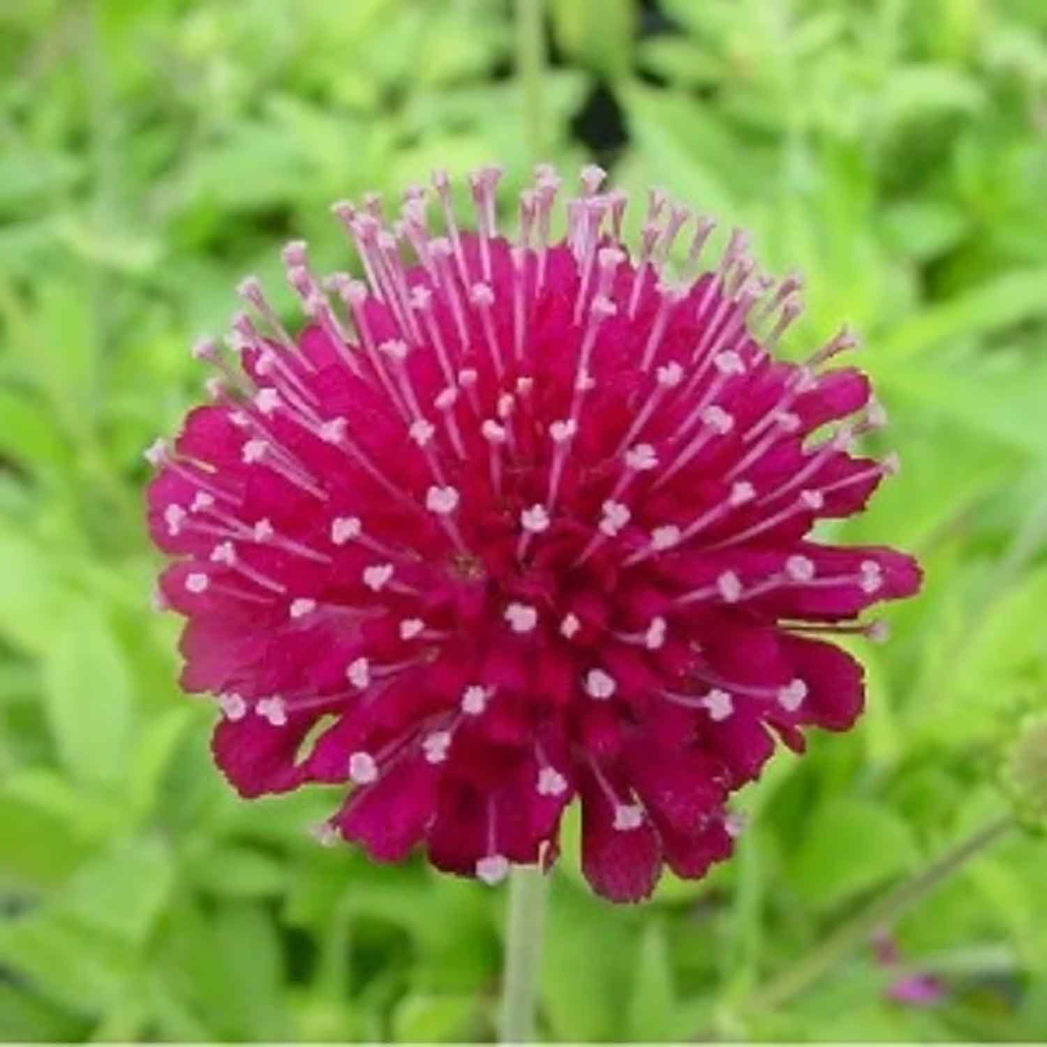 Knautia with 'Mars Midget' P9
