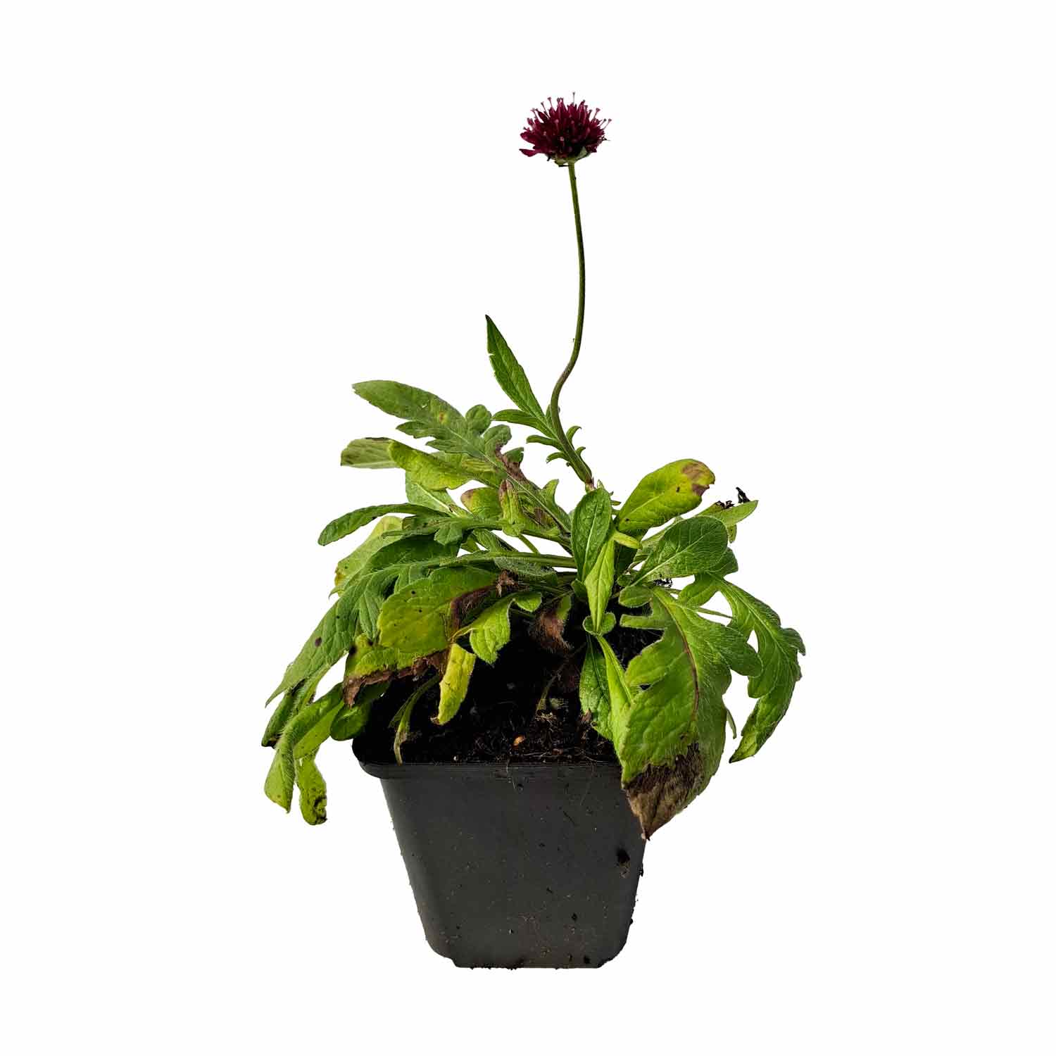 Knautia m. 'Melton Pastels' P9