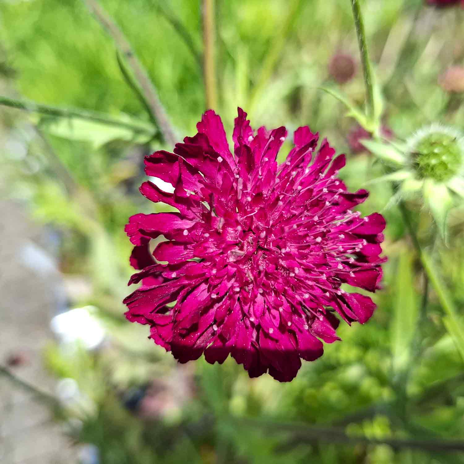 Knautia m. 'Röde riddaren' P9