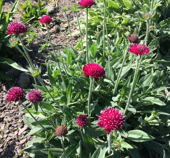 Knautia hybrid Green Lightning' 1L