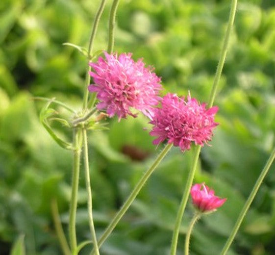 Knautia mac. 'Mars Midget' 1L