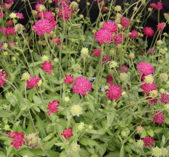 Knautia macedonica 1L