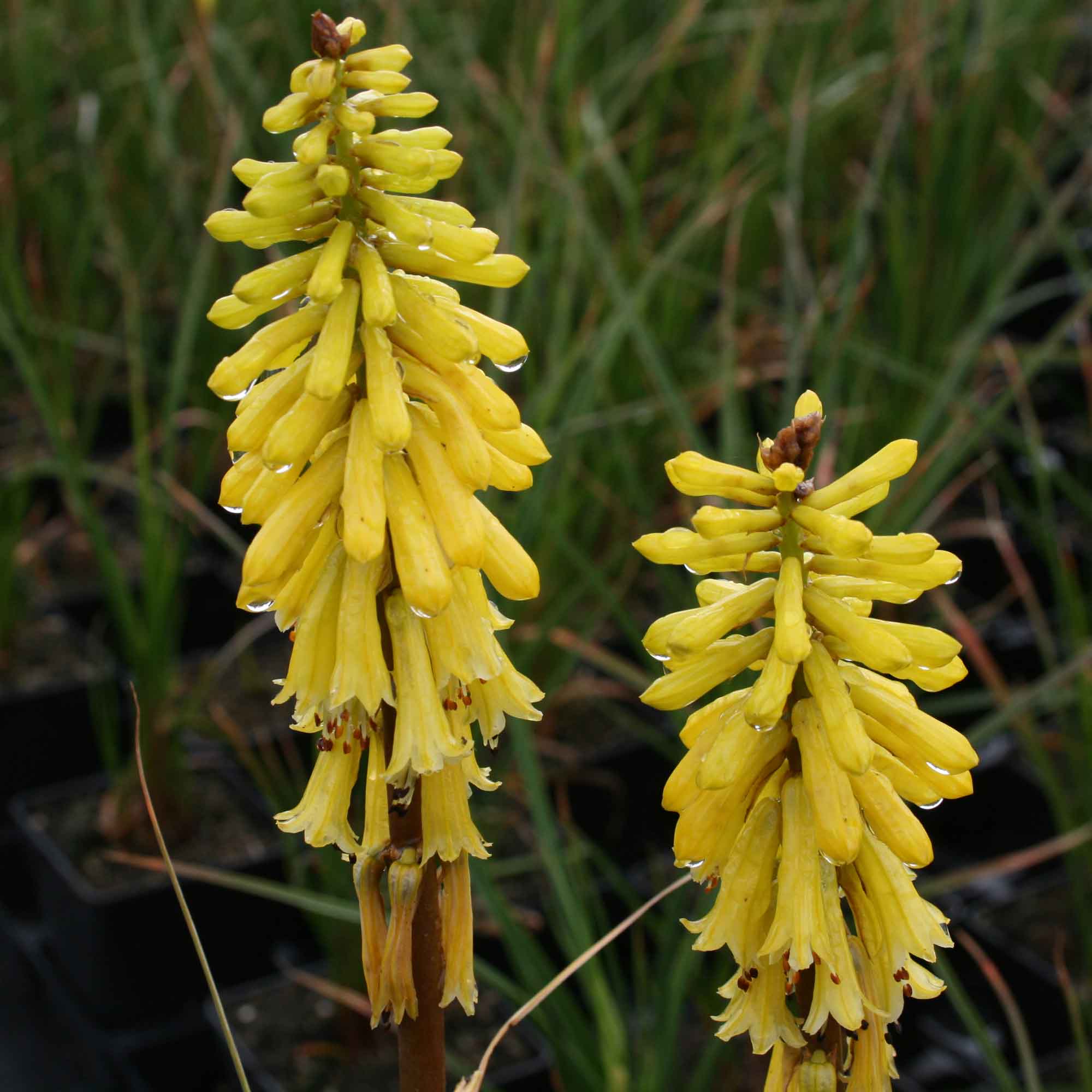Kniphofia 'Citronglass' P9