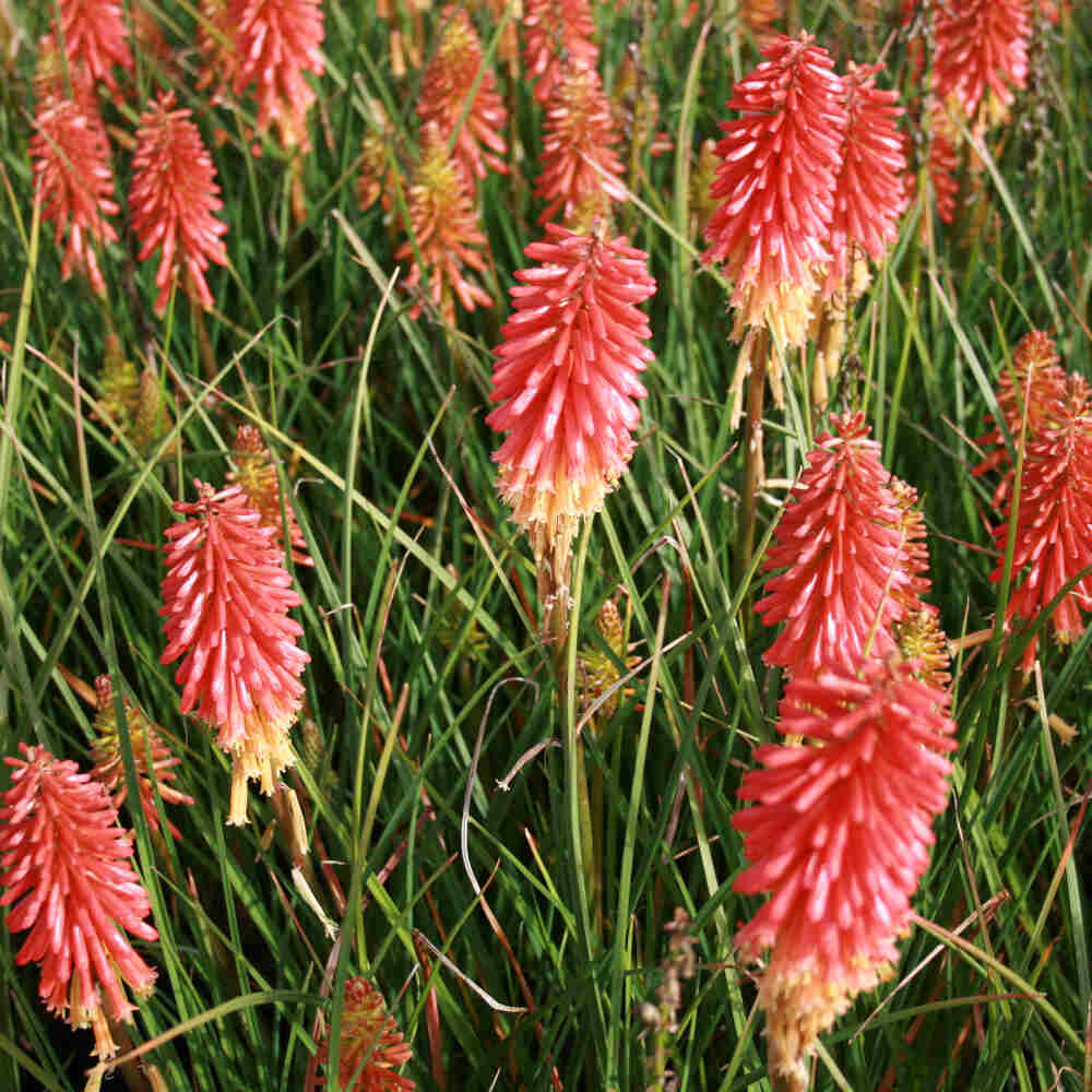 Kniphofia 'Papaya Popsicle' P9