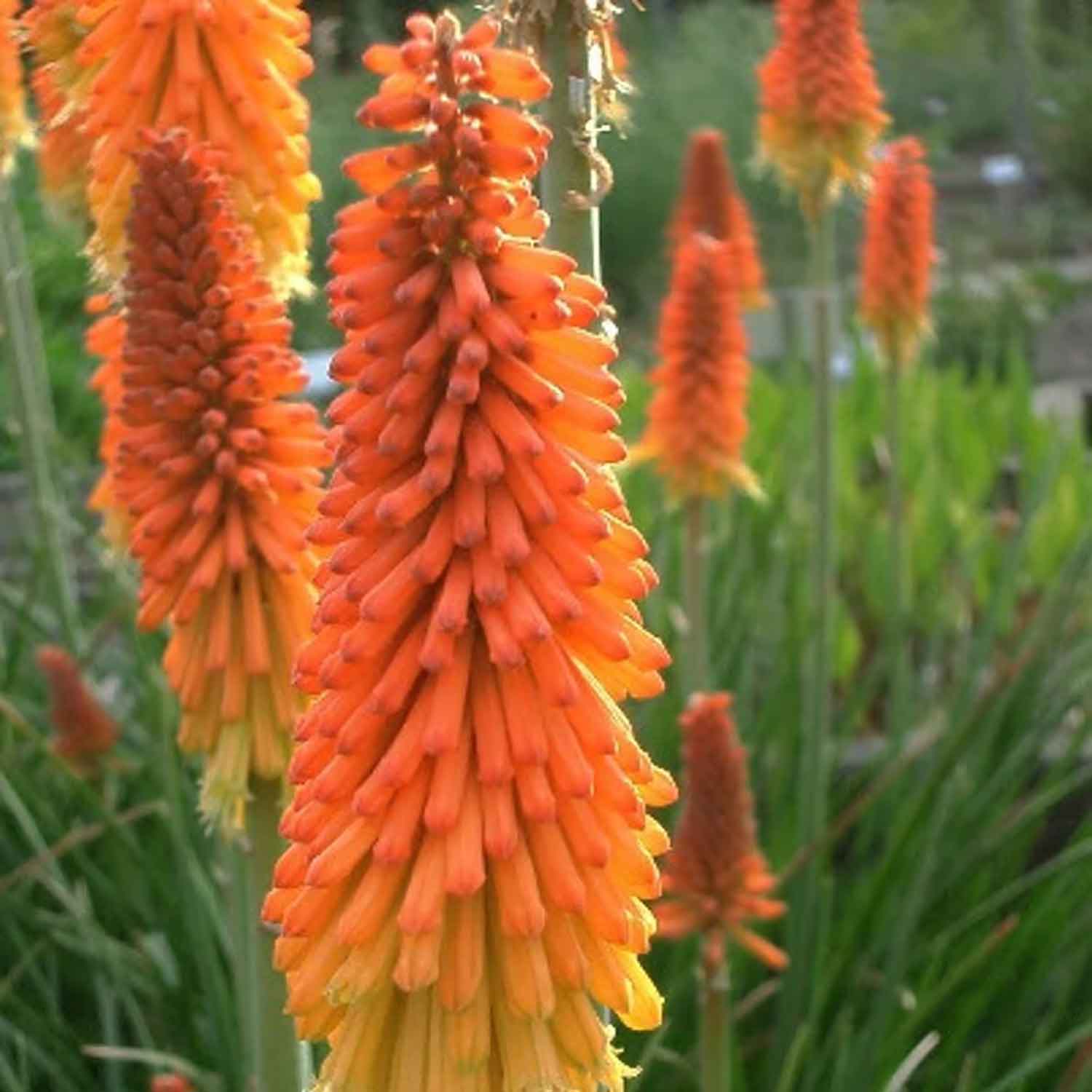Kniphofia uvaria 'Grandiflora' P9