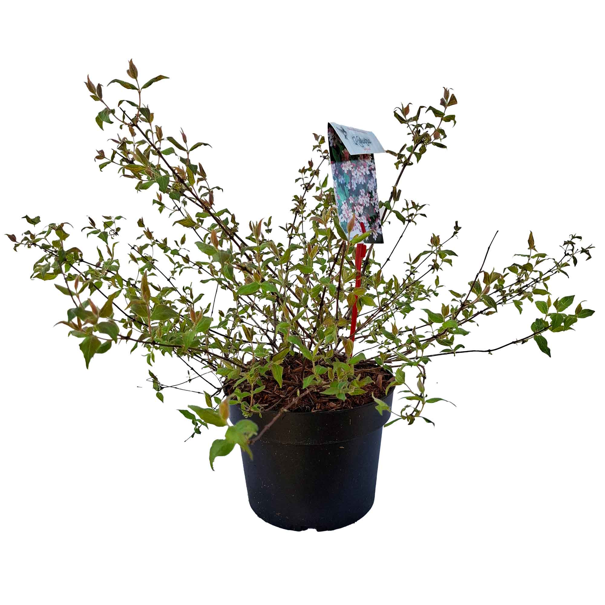 Kolkwitzia amabilis 30/40 C3