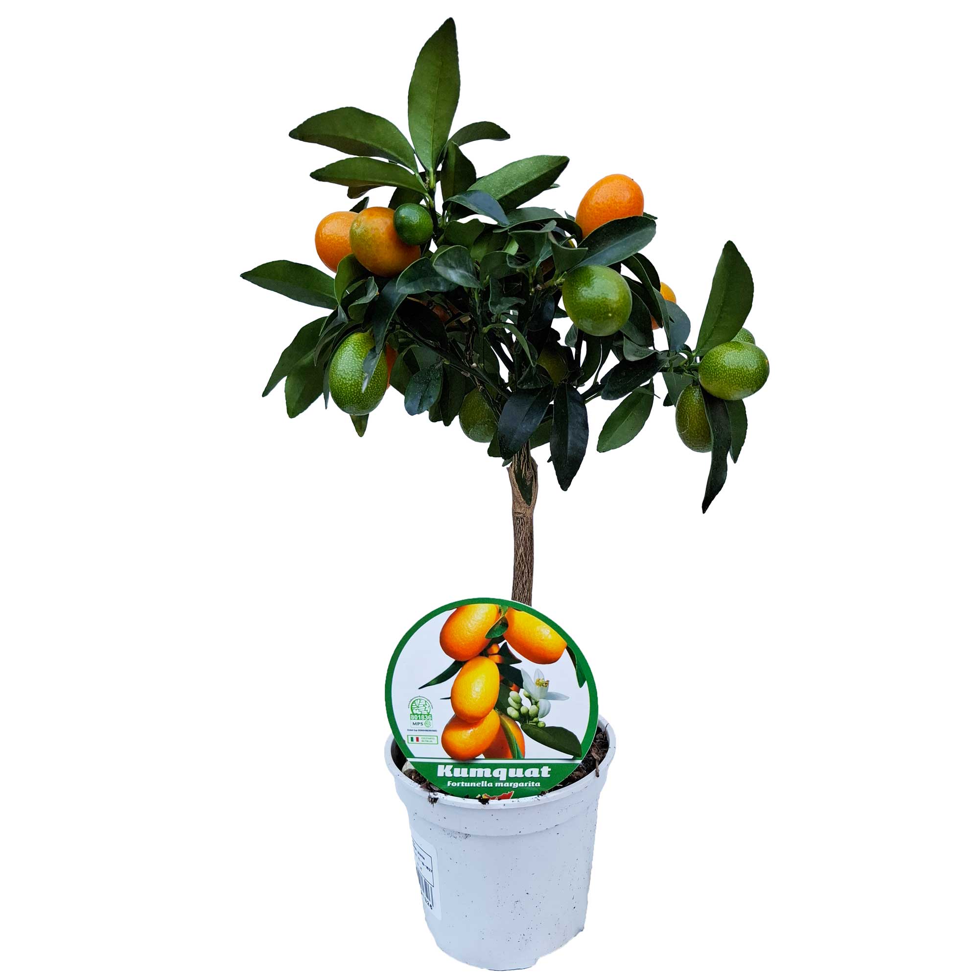 Citrus Kumquat Stem D.12