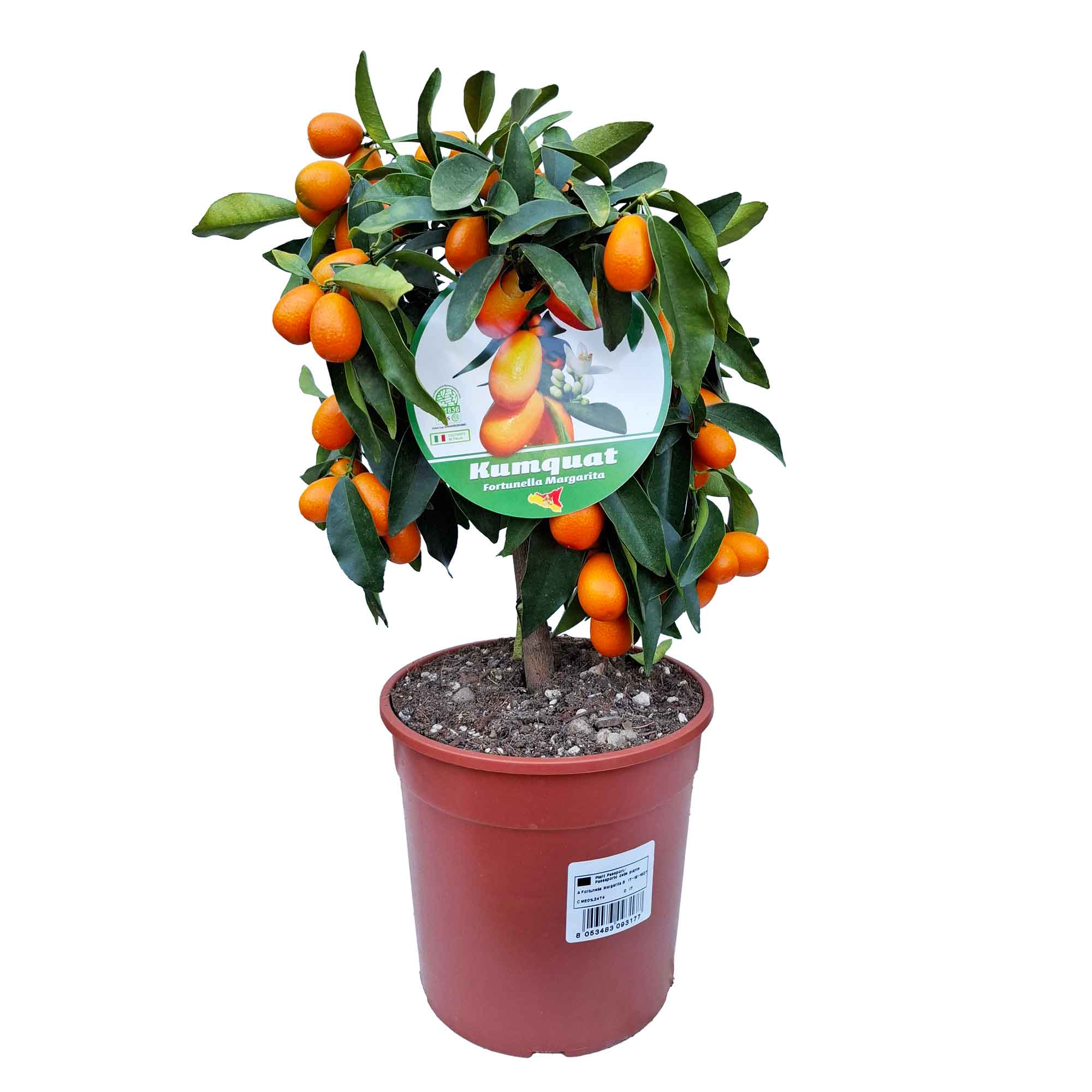 Citrus Kumquat Stem D.19