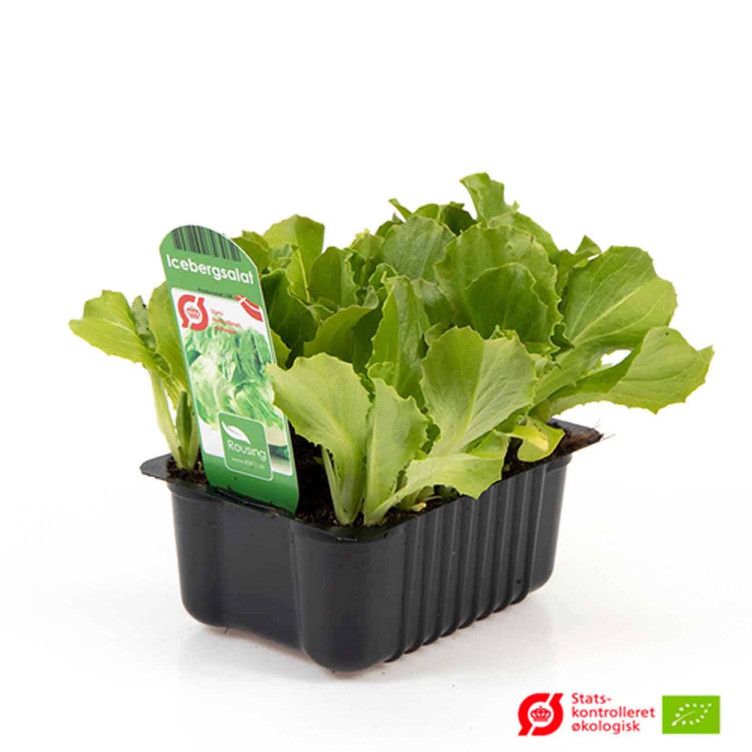 LACTUCA SATIVA 'ICEBERG SALADI box