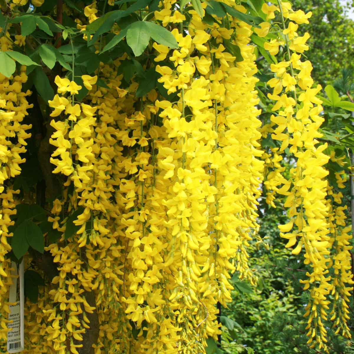 Laburnum wat. 'Vossii' 120cm stam C15