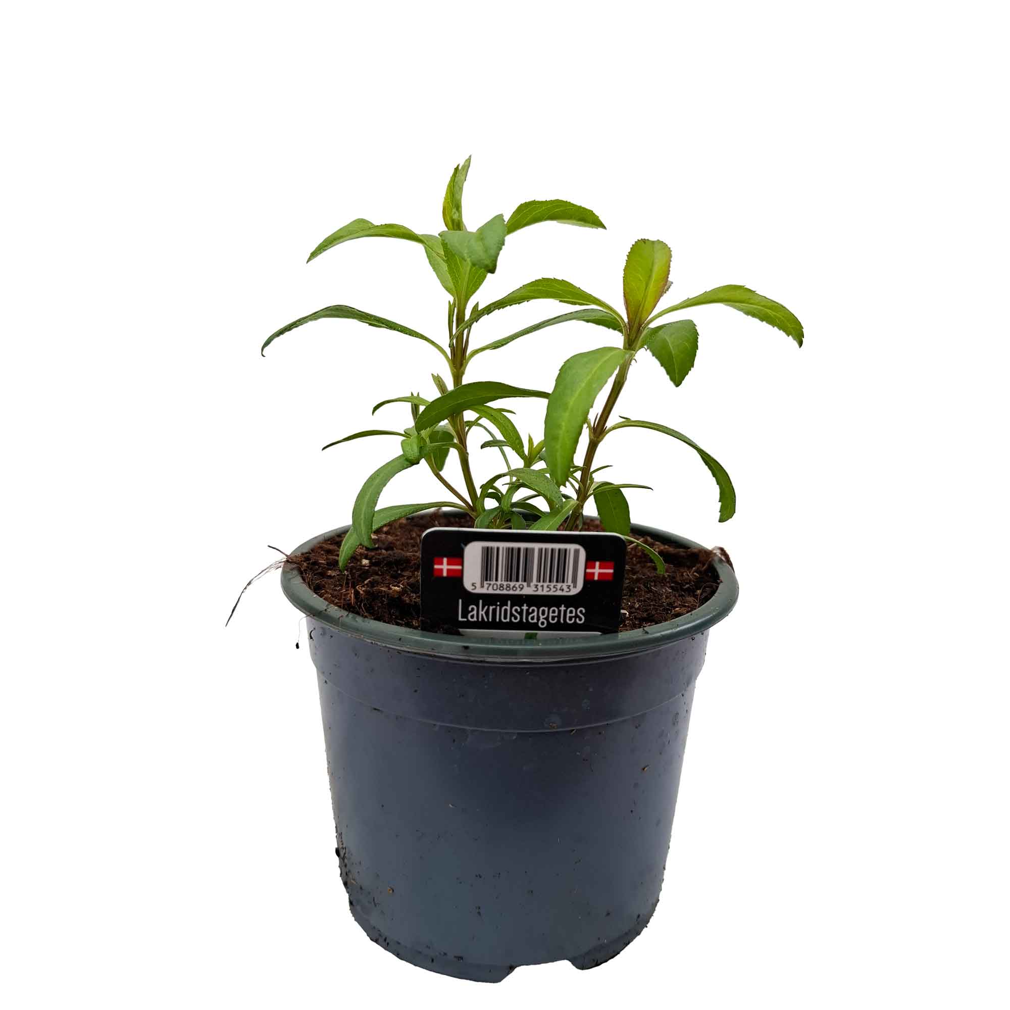 TAGETES LUCIDA