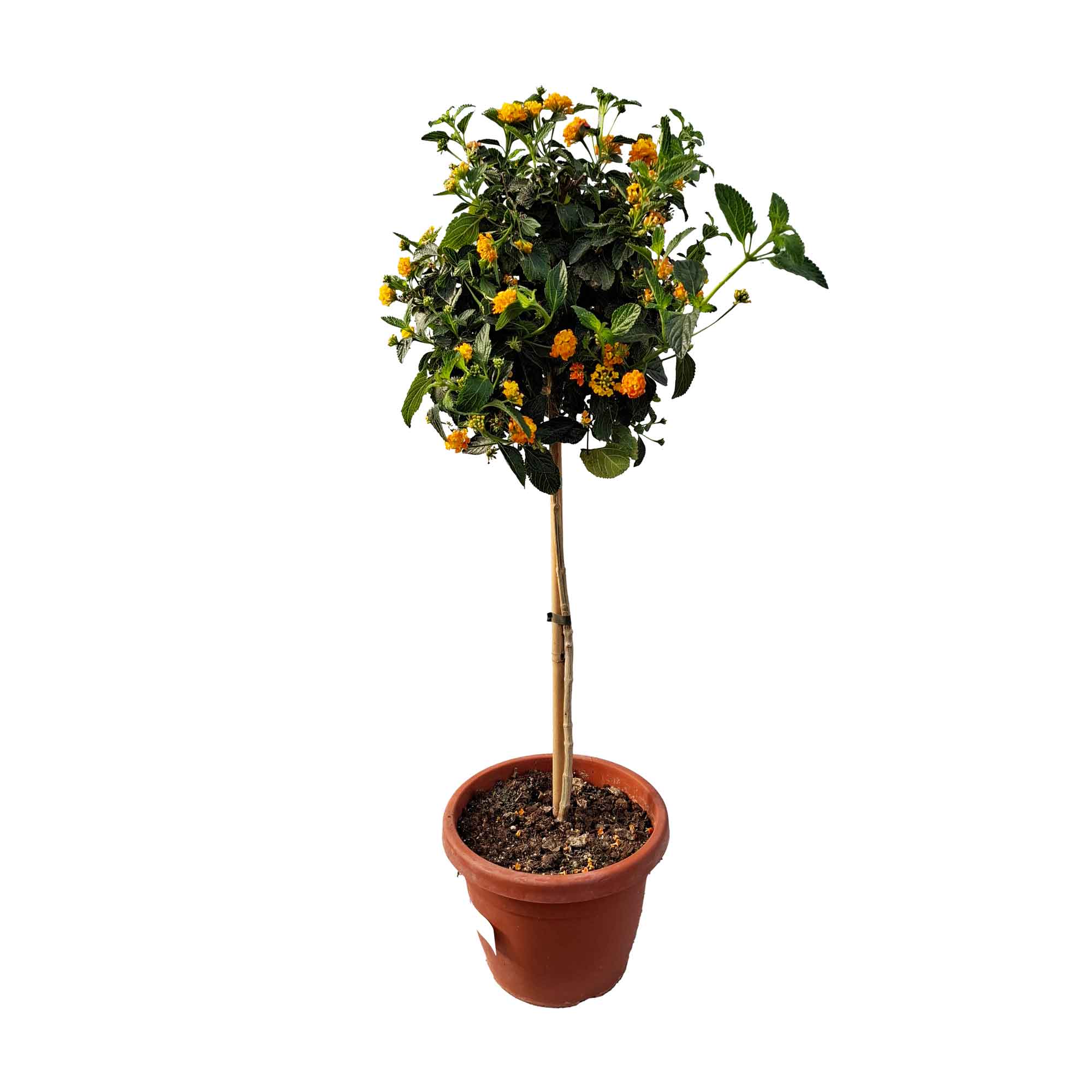 LANTANA CAMARA STEM D25