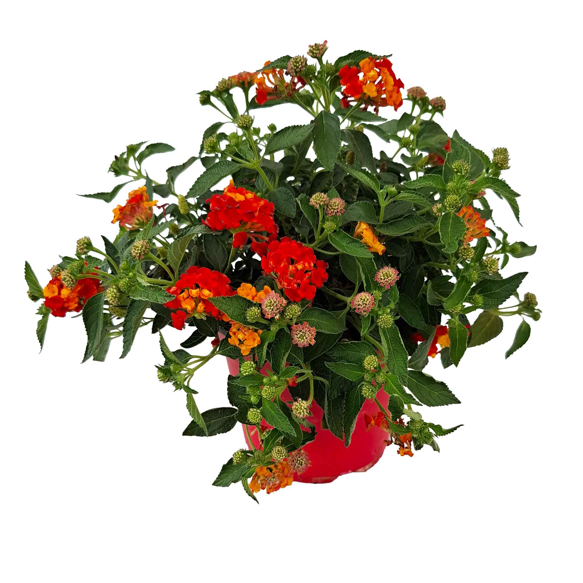 LANTANA BANDANA BUSH D14